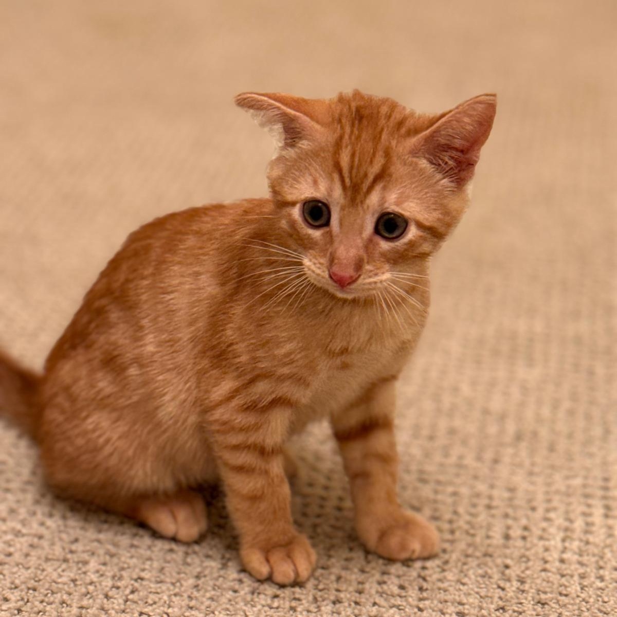 Enlarge Atlas (bonded with Orion), an adopted Domestic Short Hair in Brookhaven, GA image 5/6