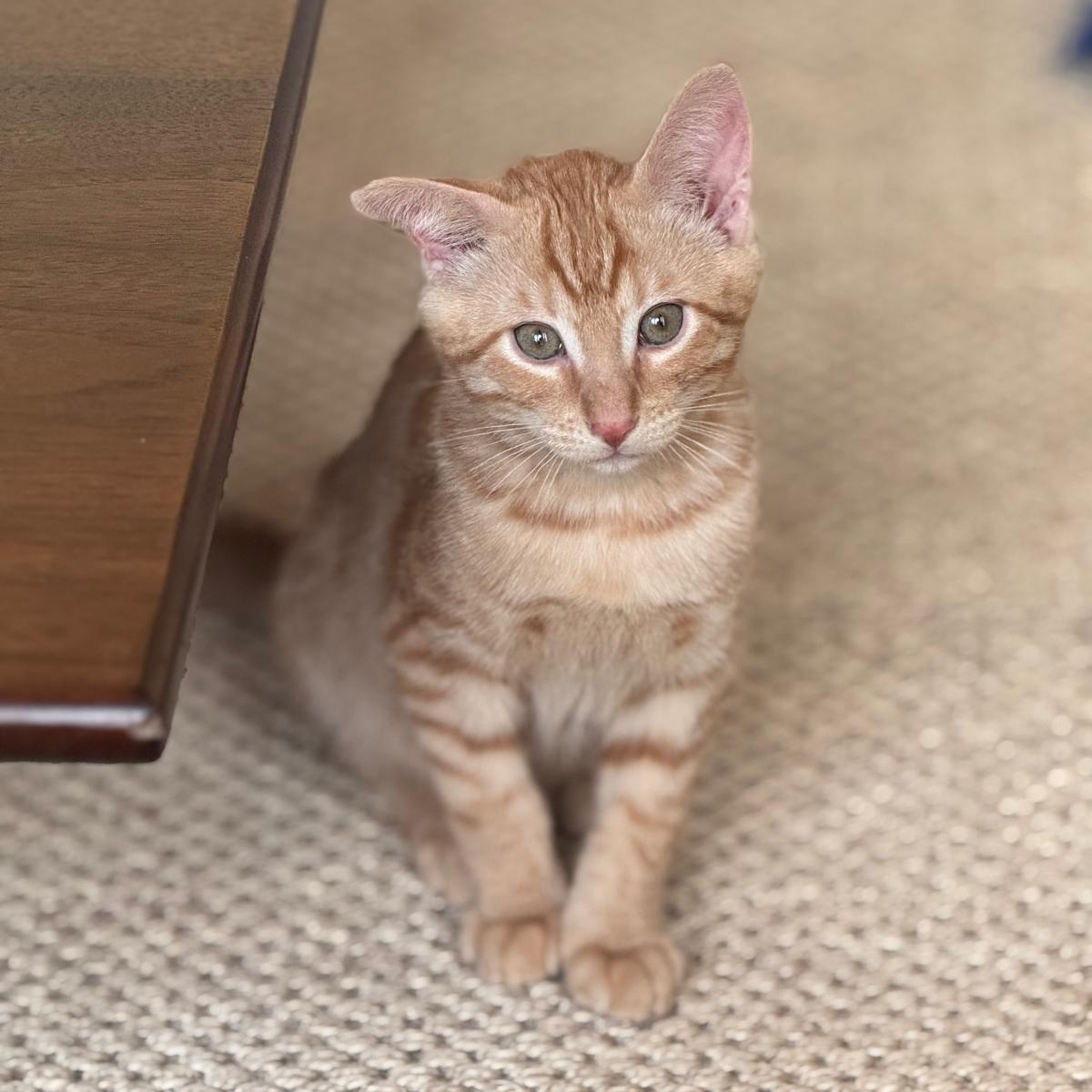 Enlarge Atlas (bonded with Orion), an adopted Domestic Short Hair in Brookhaven, GA image 2/6