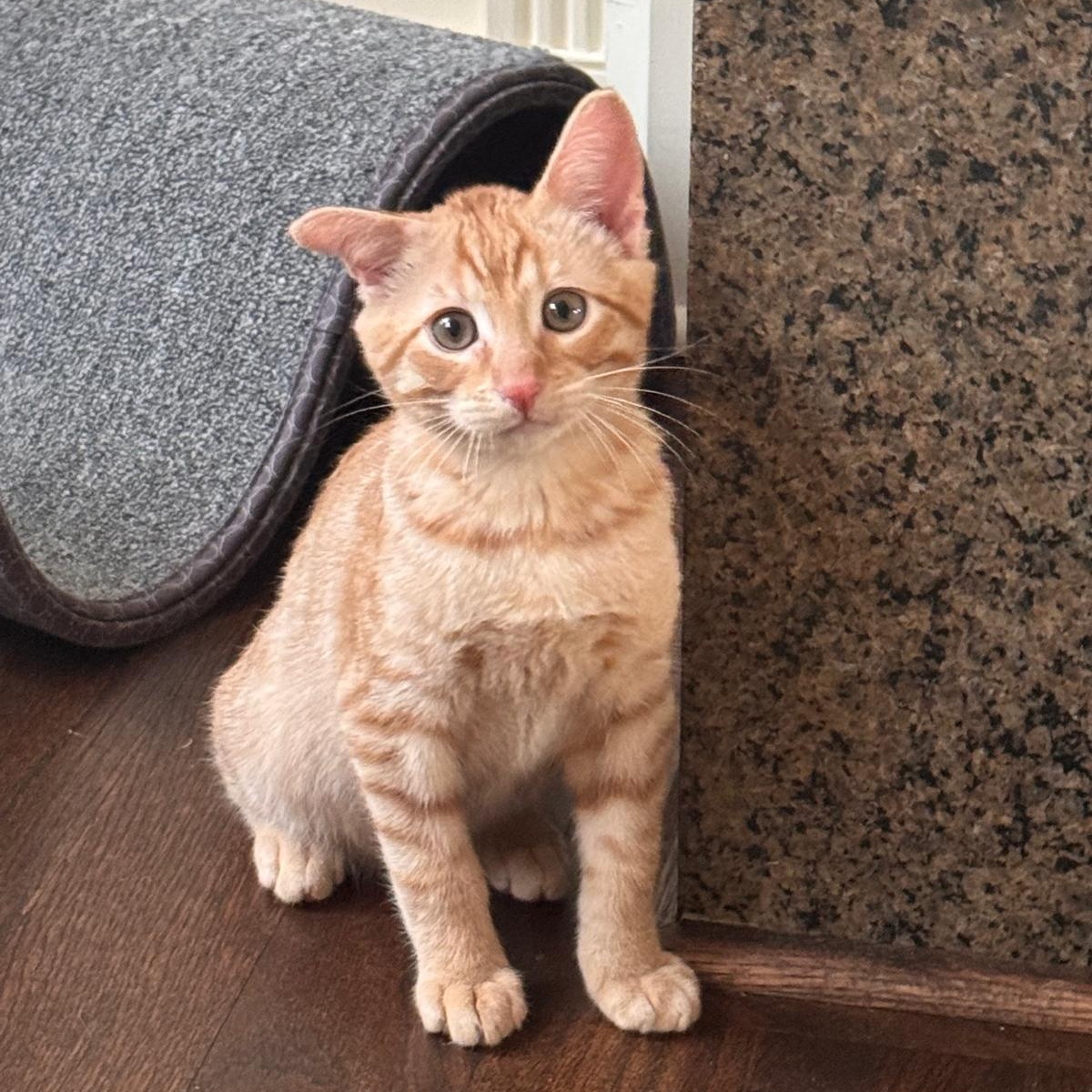 Atlas (bonded with Orion), Adoptable, Kitten Male Domestic Short Hair.