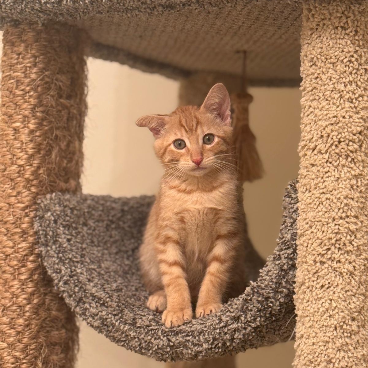 Enlarge Atlas (bonded with Orion), an adopted Domestic Short Hair in Brookhaven, GA image 3/6