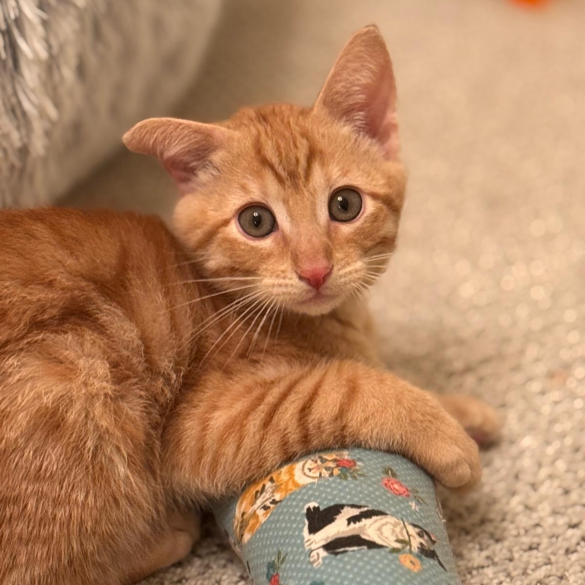 Enlarge Atlas (bonded with Orion), an adopted Domestic Short Hair in Brookhaven, GA image 6/6