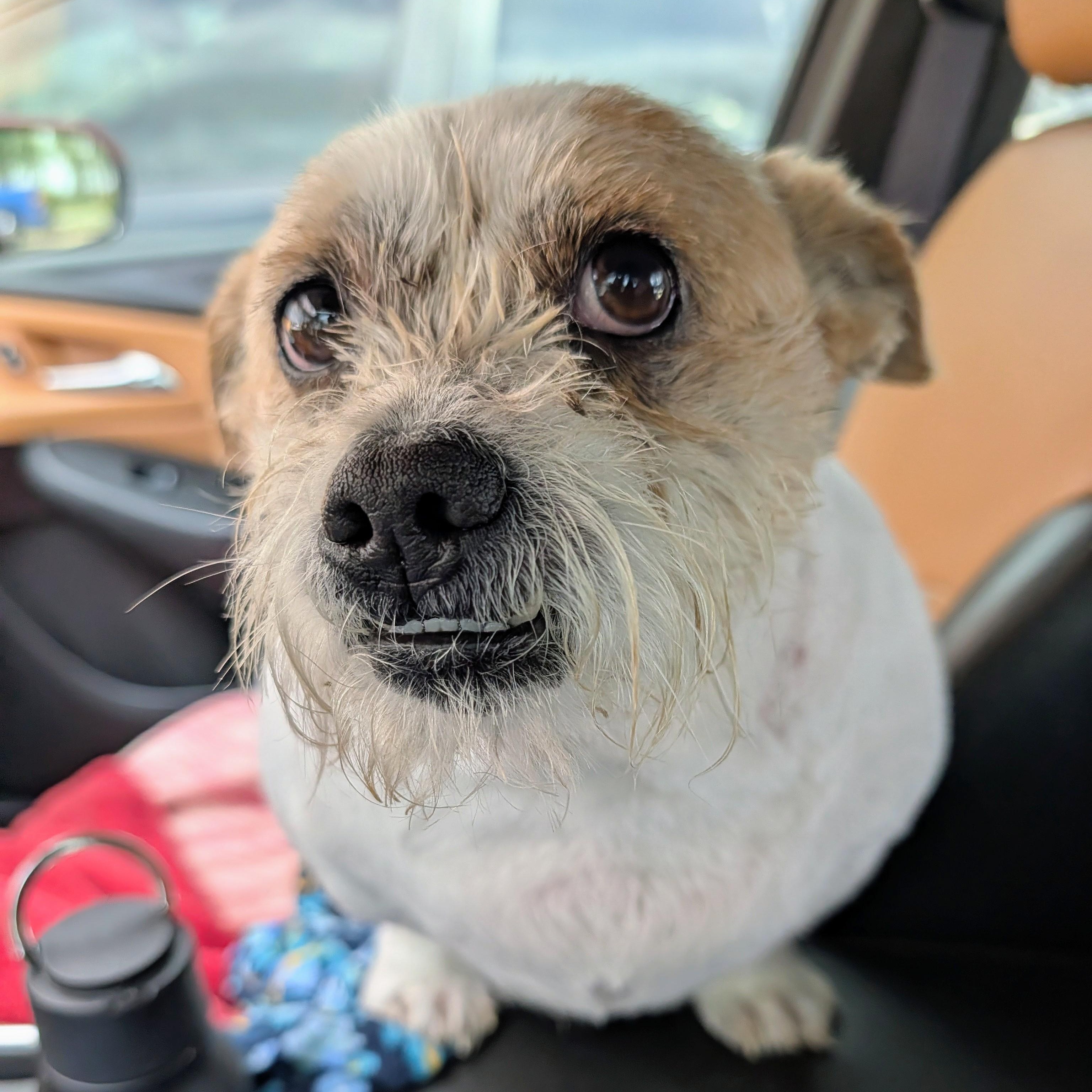 Enlarge Tater, a ADOPTABLE mixed breed in Bella Vista, AR image 1/3