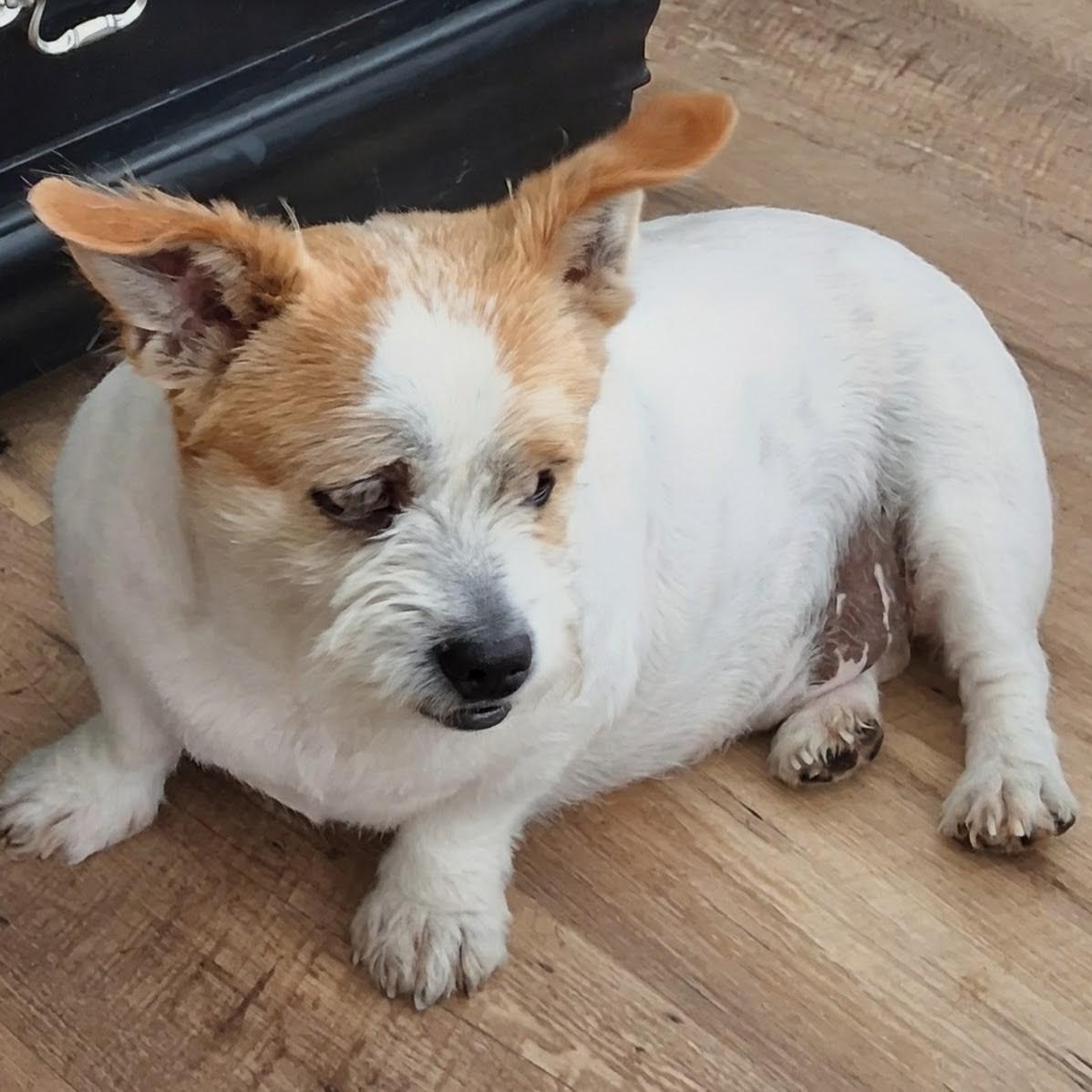 Enlarge Tater, a ADOPTABLE mixed breed in Bella Vista, AR image 2/3