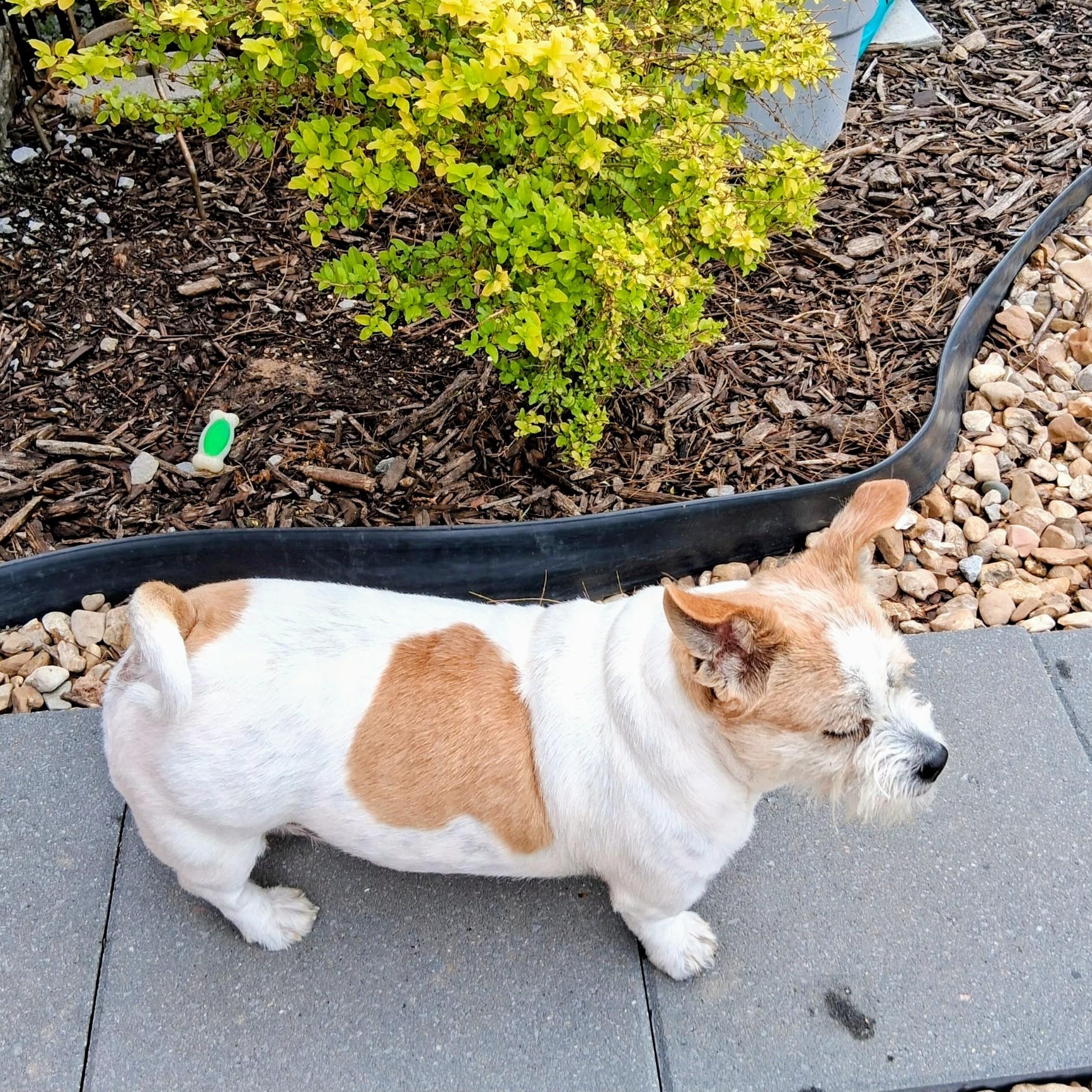 Enlarge Tater, a ADOPTABLE mixed breed in Bella Vista, AR image 3/3