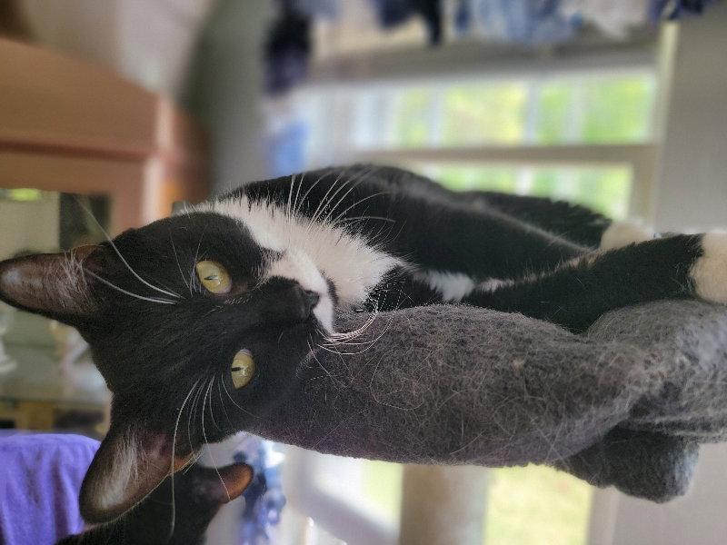 Enlarge Ombre, a Adopted Tuxedo in Niles, MI image 3/3