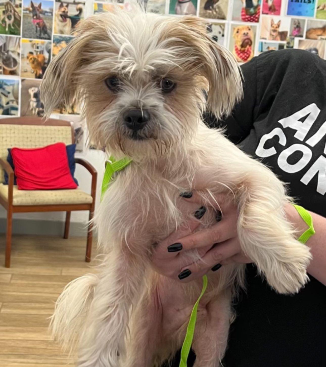 Enlarge SHAGGY, a Adopted Terrier in Rowlett, TX image 1/1