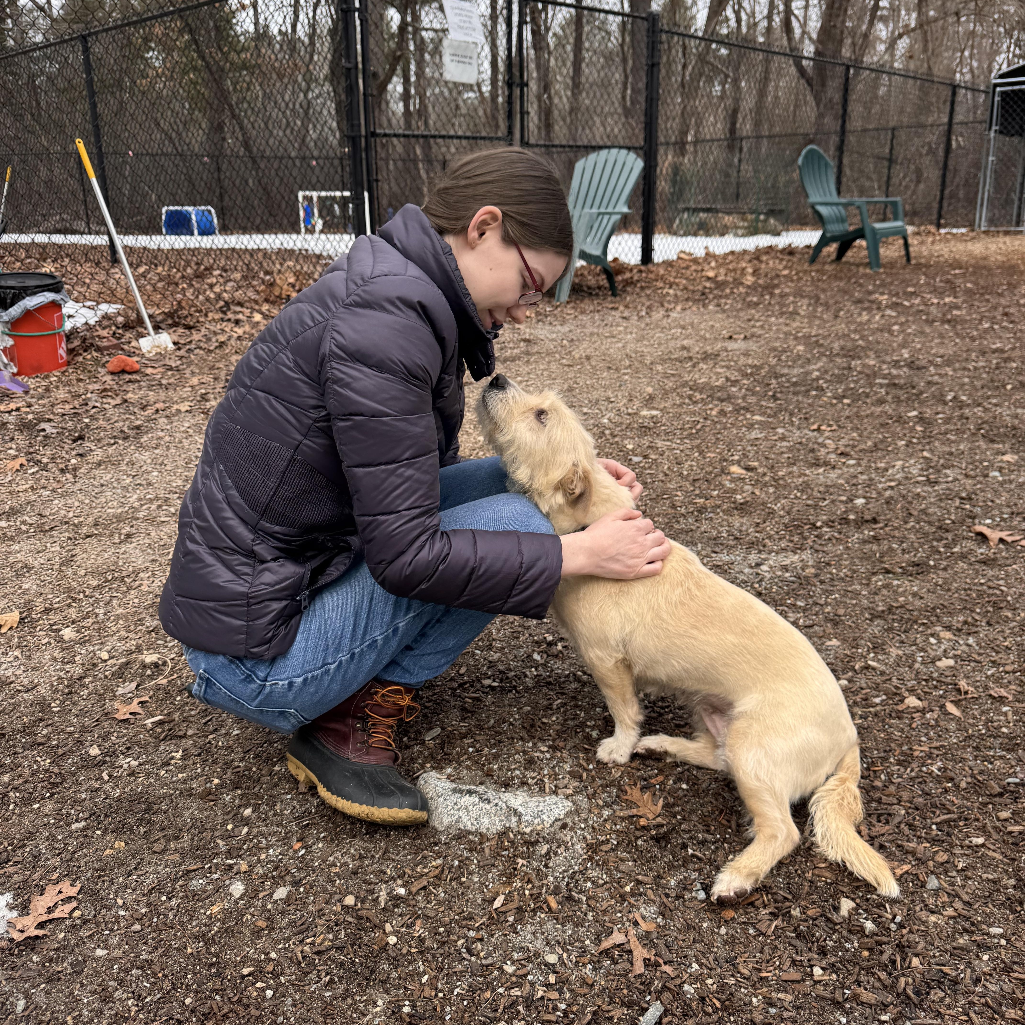 Enlarge Girly Girl, an adopted mixed breed in Sudbury, MA image 3/4