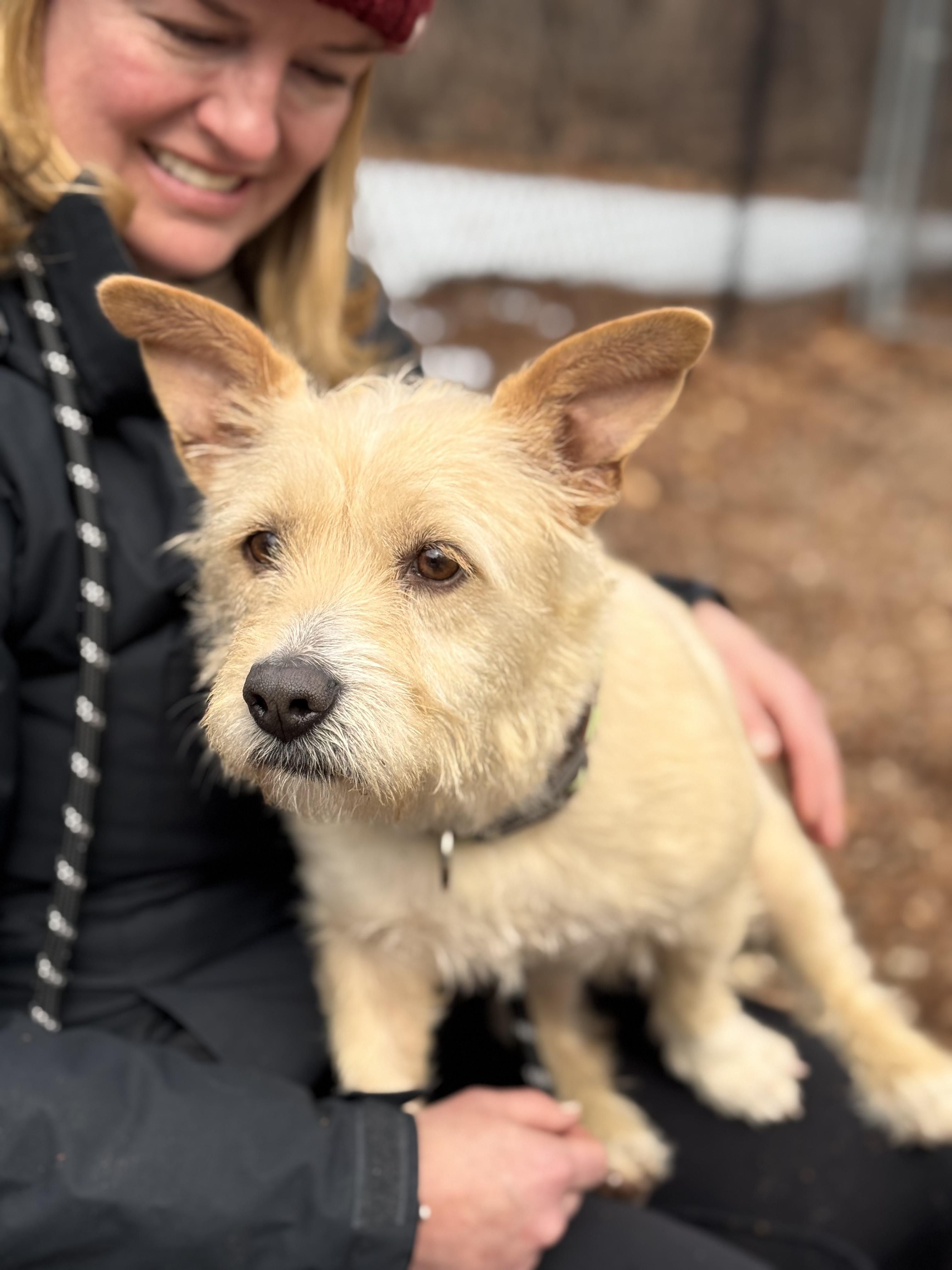 Enlarge Girly Girl, an adopted mixed breed in Sudbury, MA image 2/4