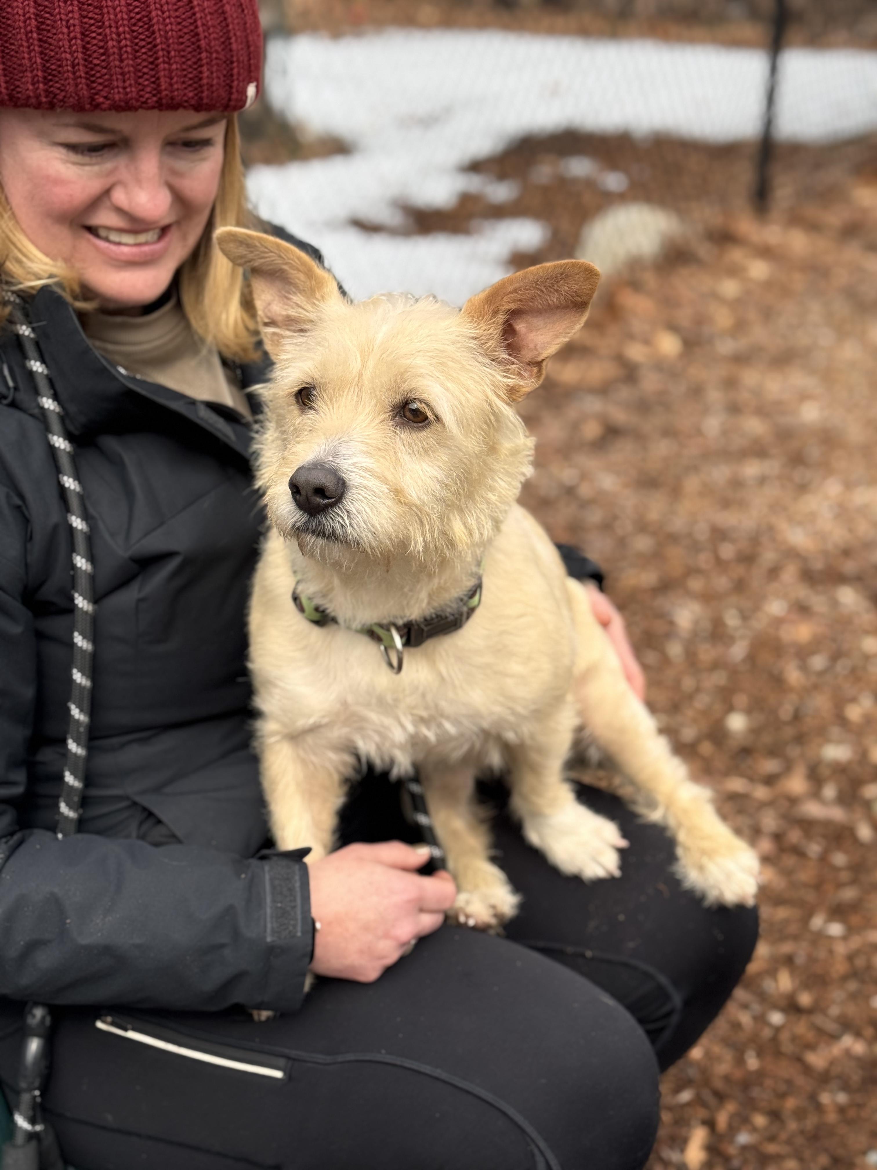 Enlarge Girly Girl, an adopted mixed breed in Sudbury, MA image 4/4