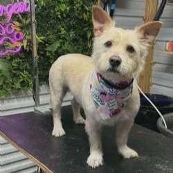 Girly Girl, adopted, Adult Female West Highland White Terrier / Westie & Corgi.