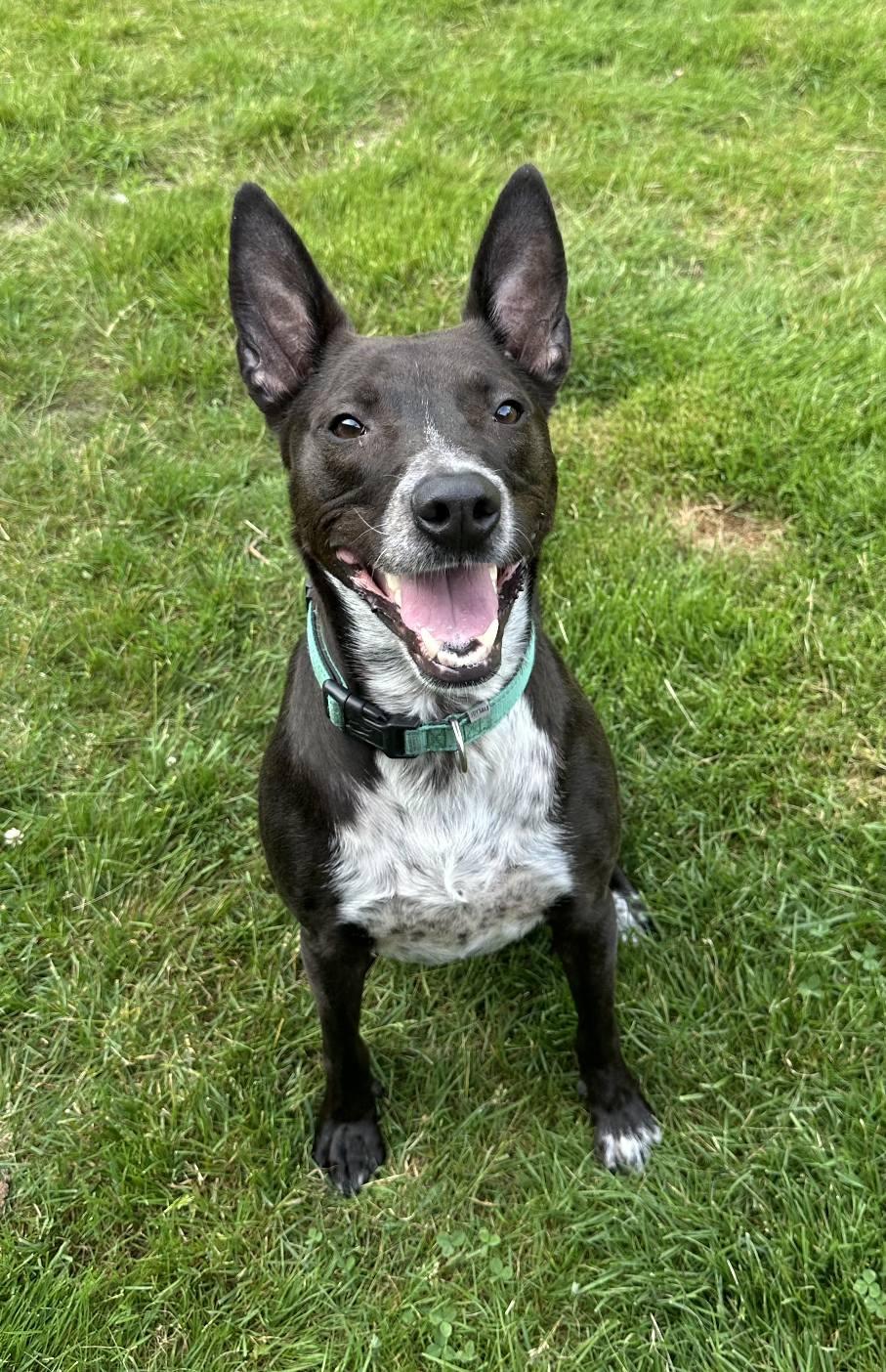 Beau, a Adoptable mixed breed in North Kingstown, RI image 1/2