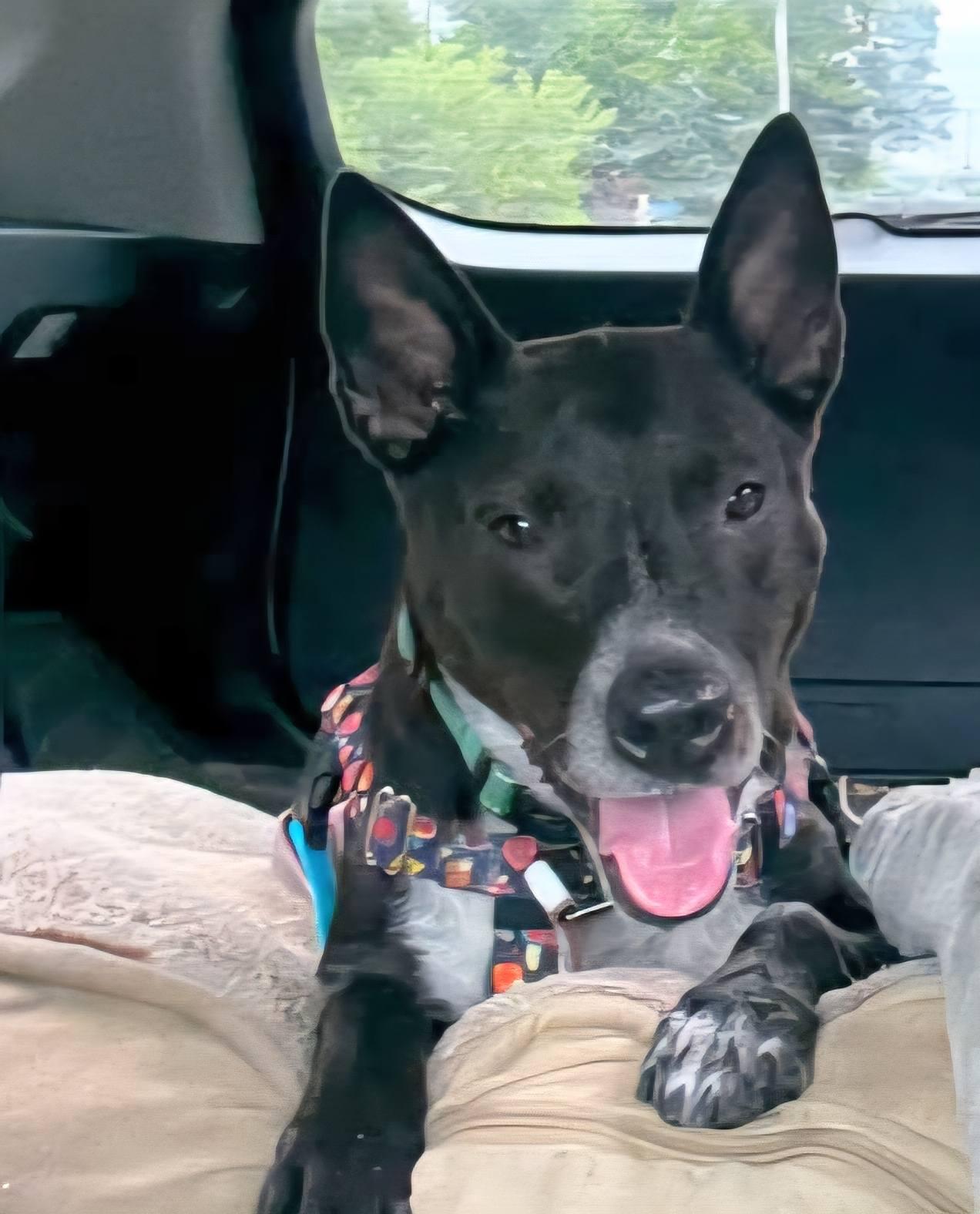 Beau, a Adoptable mixed breed in North Kingstown, RI image 2/2