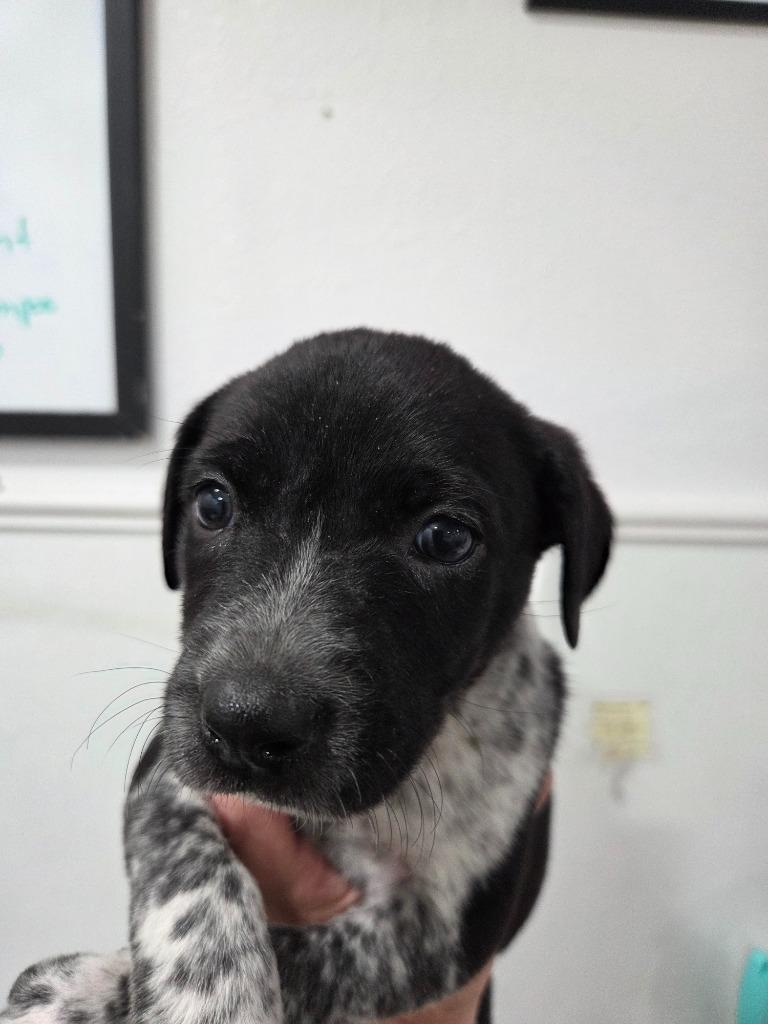 Mady, Adoptable, Puppy Female Manchester Terrier.