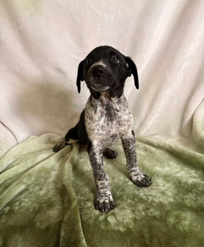 Mady, a Adoptable mixed breed in Brookings, OR image 2/2