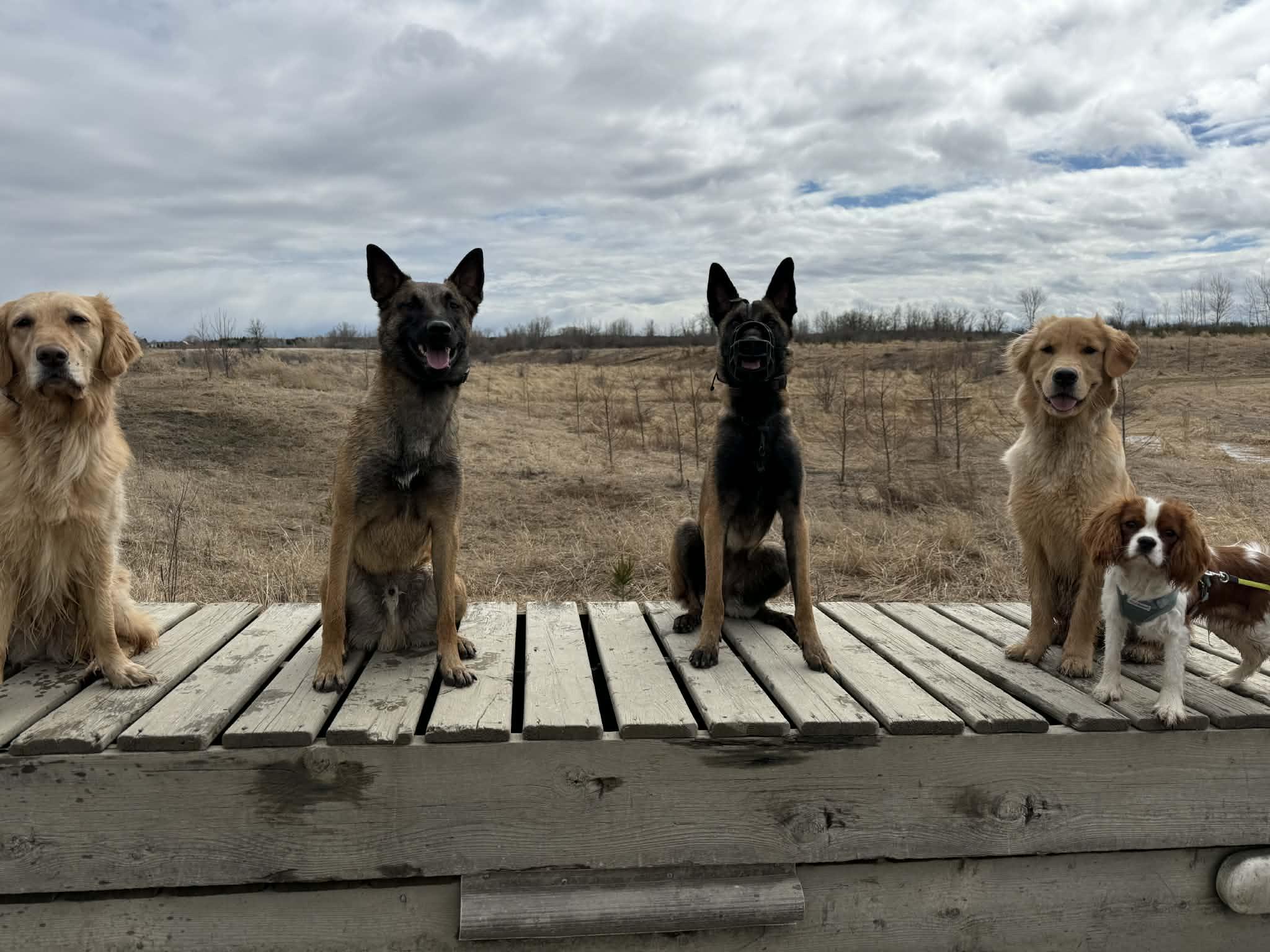 Enlarge Nova, a Adoptable Belgian Shepherd / Malinois in Ottawa, ON image 3/6