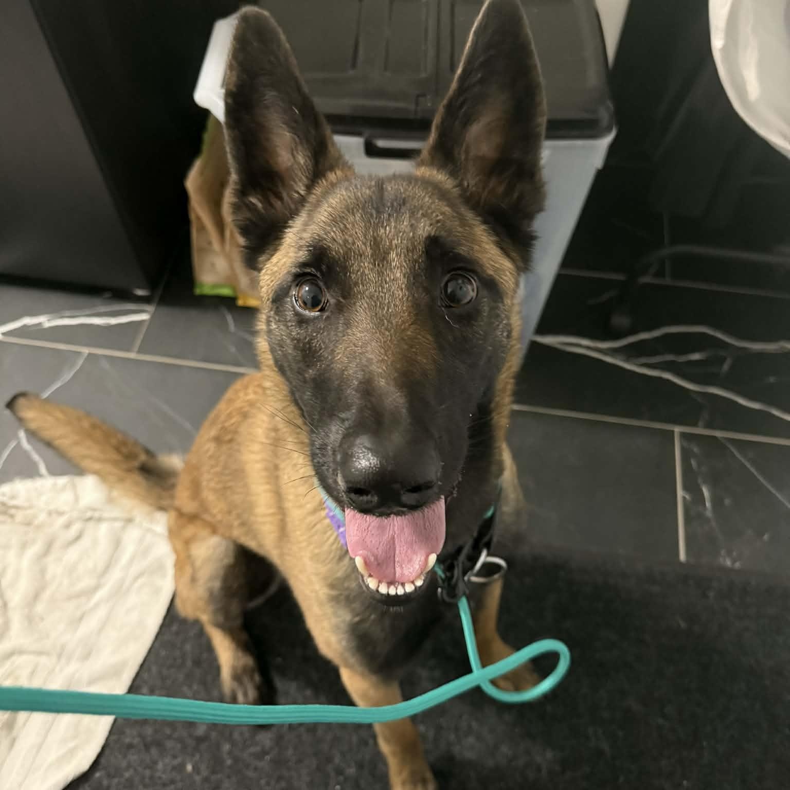 Nova, Adoptable, Young Female Belgian Shepherd / Malinois.