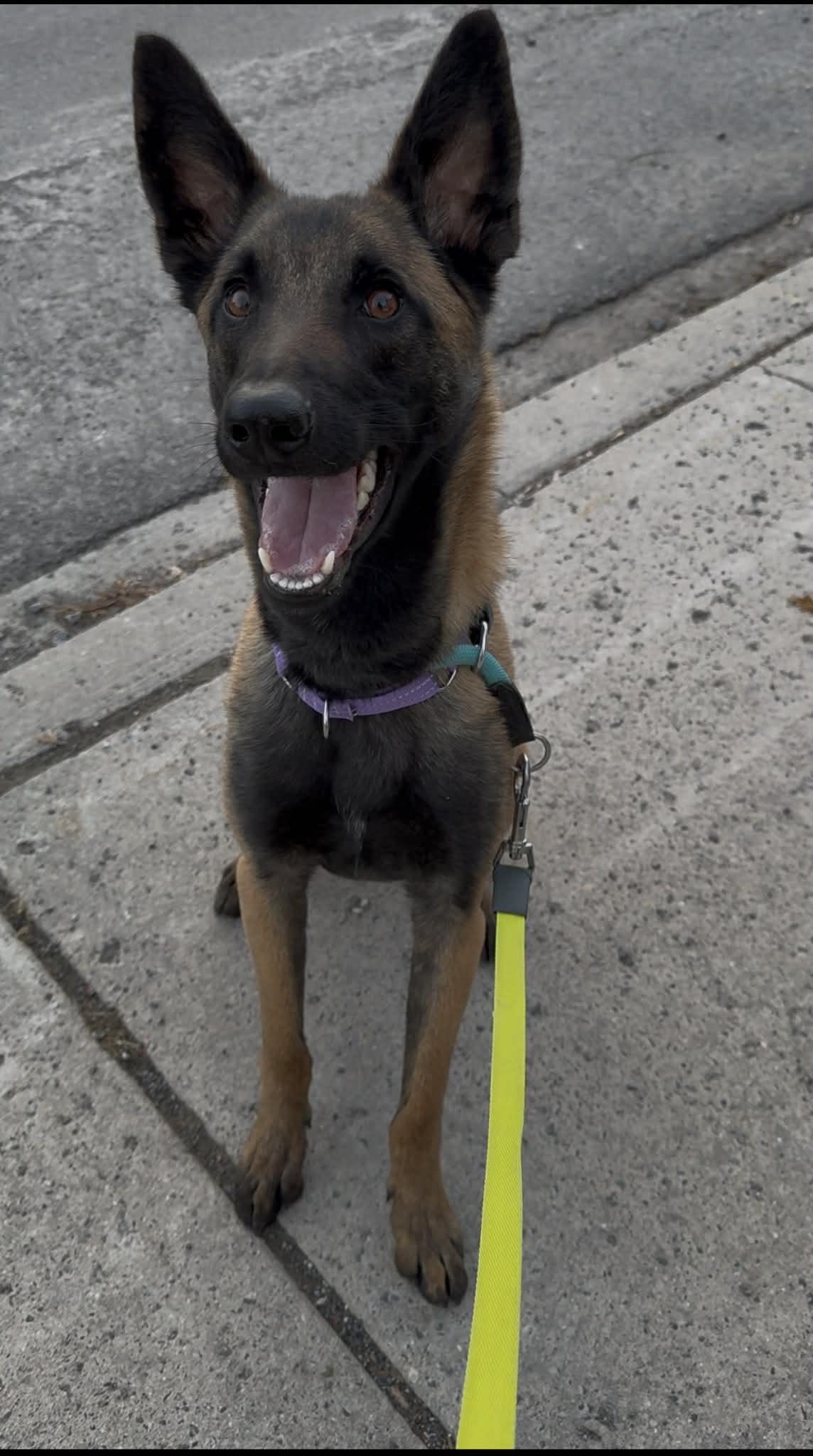 Enlarge Nova, a Adoptable Belgian Shepherd / Malinois in Ottawa, ON image 2/6