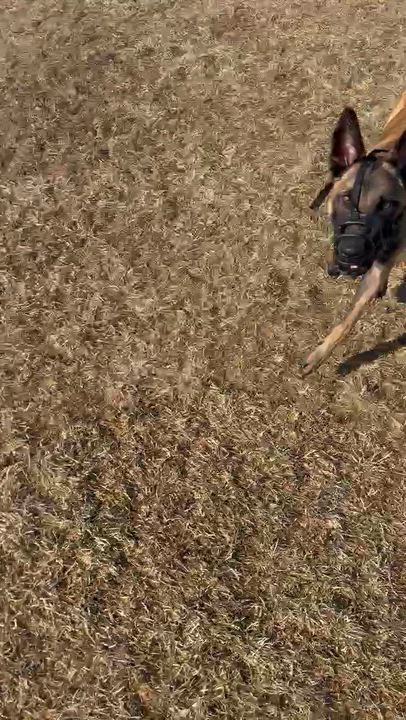 Enlarge Nova, a Adoptable Belgian Shepherd / Malinois in Ottawa, ON video 6/6