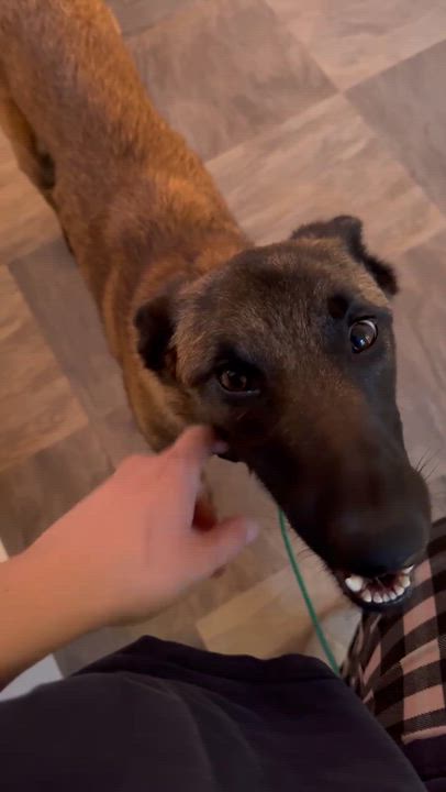 Enlarge Nova, a Adoptable Belgian Shepherd / Malinois in Ottawa, ON video 5/6