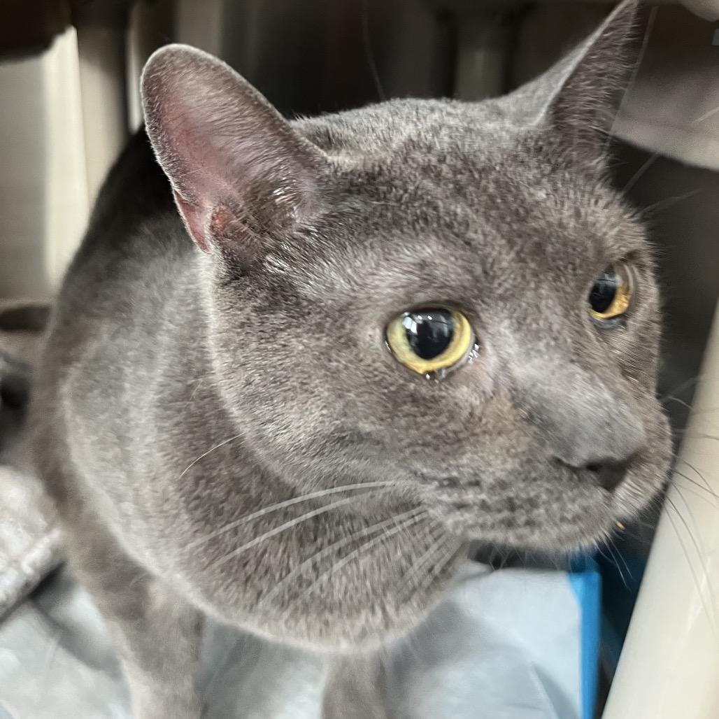 Stud Muffin, Adoptable, Senior Male Domestic Short Hair.