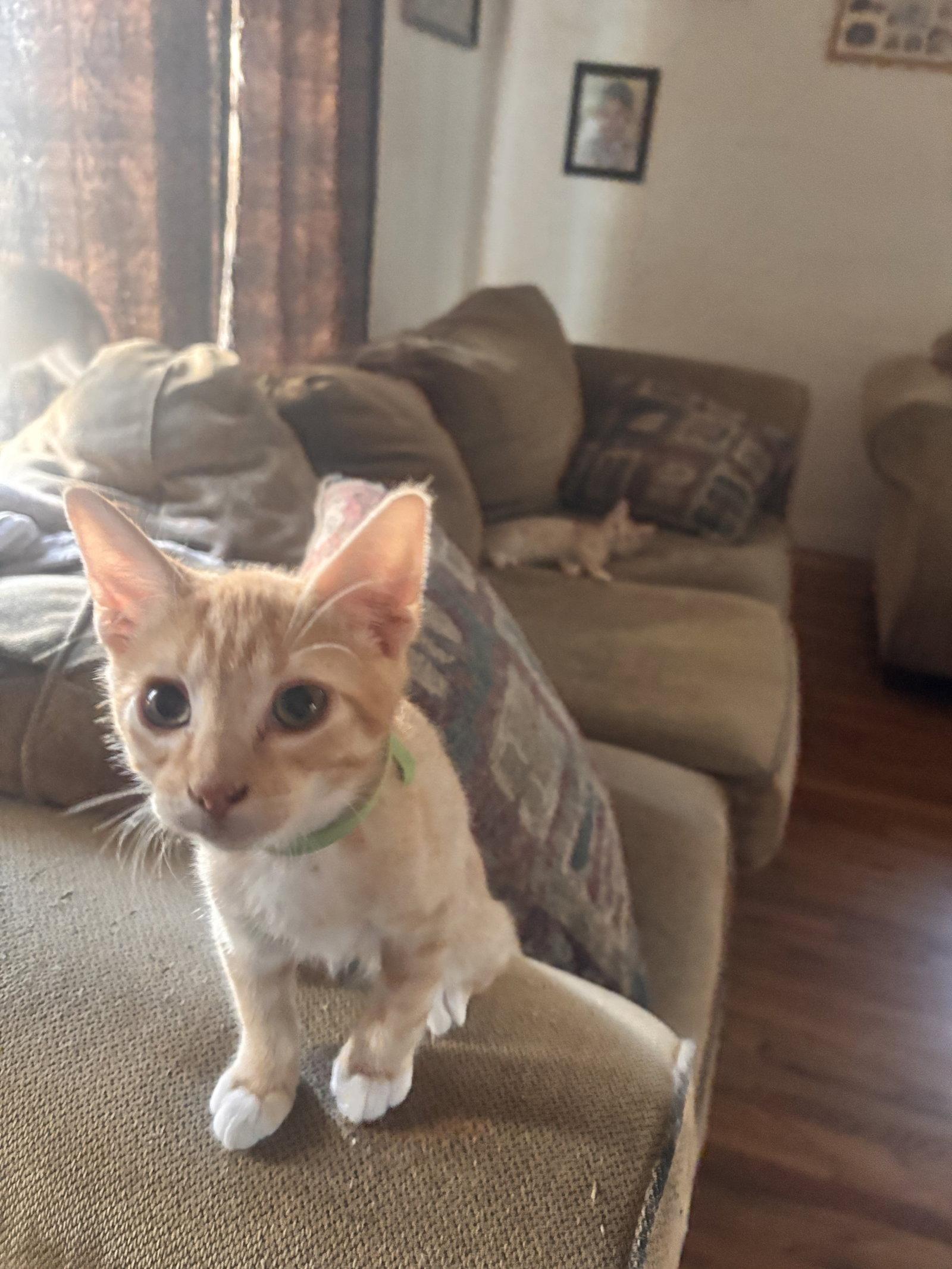 Enlarge Chandler ( EE), a Adoptable Tabby in Vacaville, CA image 2/3