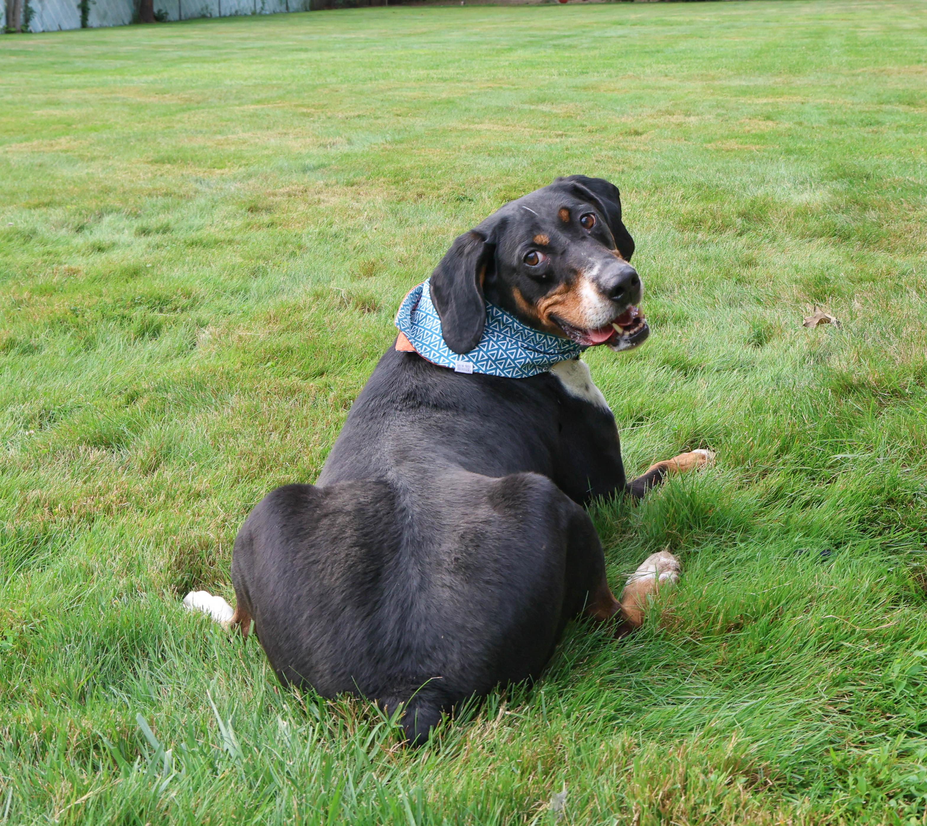 Enlarge Denver - Long Island, a Adoptable mixed breed in Hampton Bays, NY image 3/4
