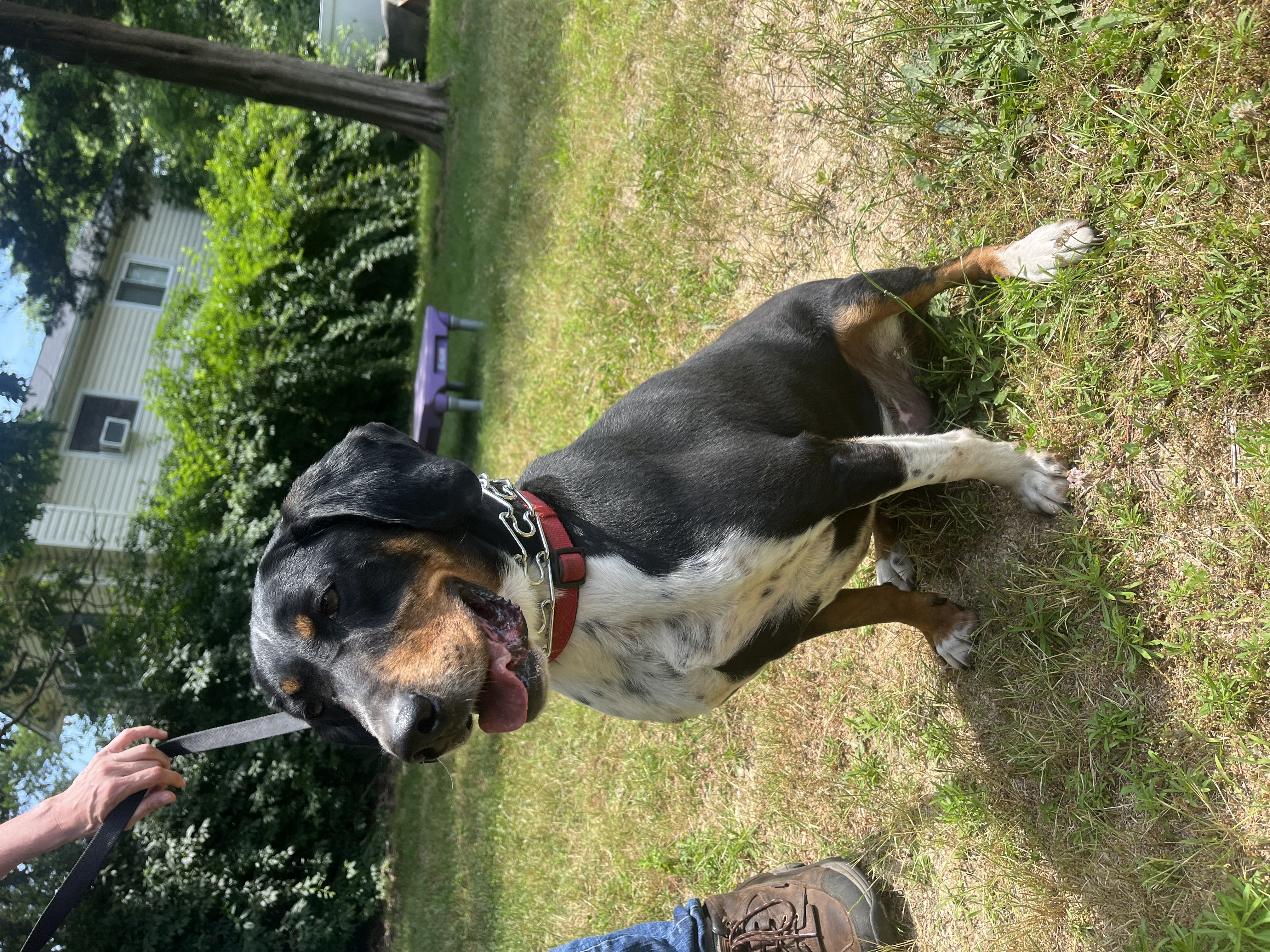 Enlarge Denver - Long Island, a Adoptable mixed breed in Hampton Bays, NY image 4/4