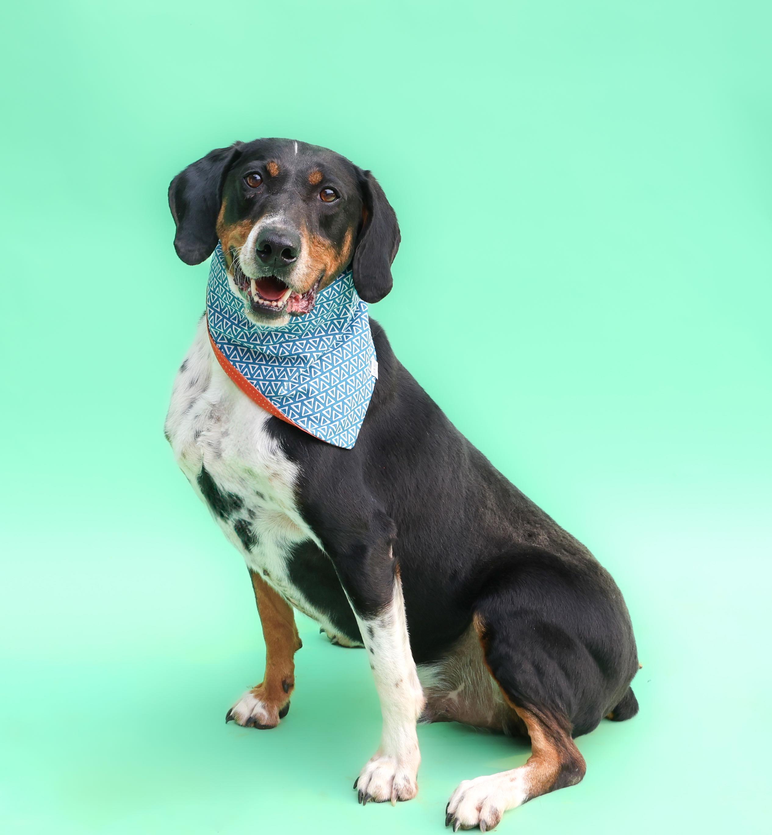 Enlarge Denver - Long Island, a Adoptable mixed breed in Hampton Bays, NY image 1/4