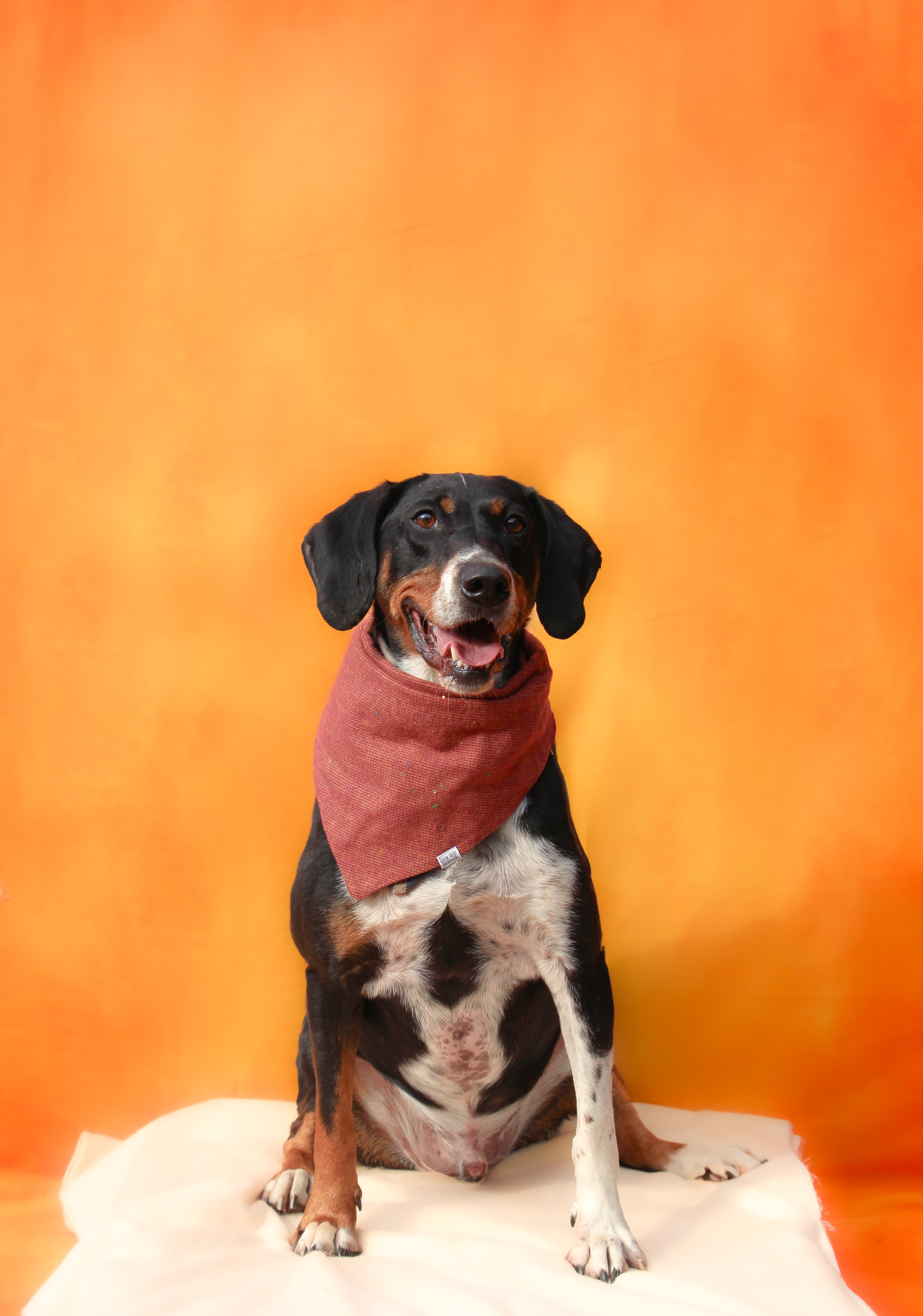 Enlarge Denver - Long Island, a Adoptable mixed breed in Hampton Bays, NY image 2/4