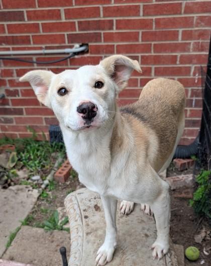 Mabel, Adoptable, Adult Female Shepherd & Mixed Breed.