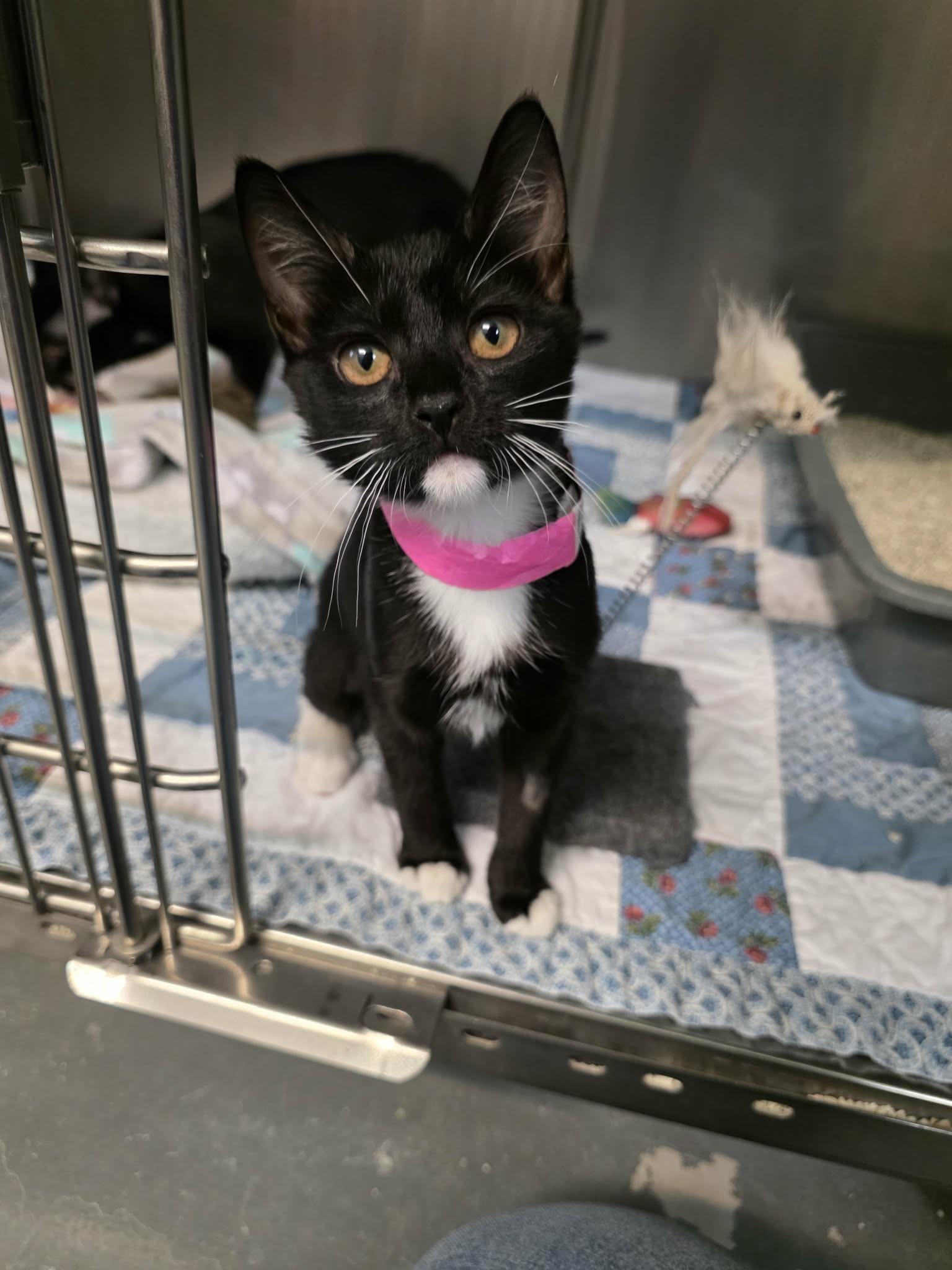 Enlarge Kiwi, a Adopted Domestic Short Hair in Umatilla, FL image 2/2