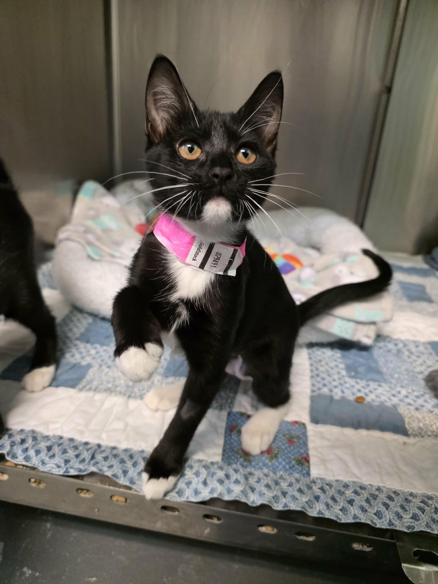 Enlarge Kiwi, a Adopted Domestic Short Hair in Umatilla, FL image 1/2