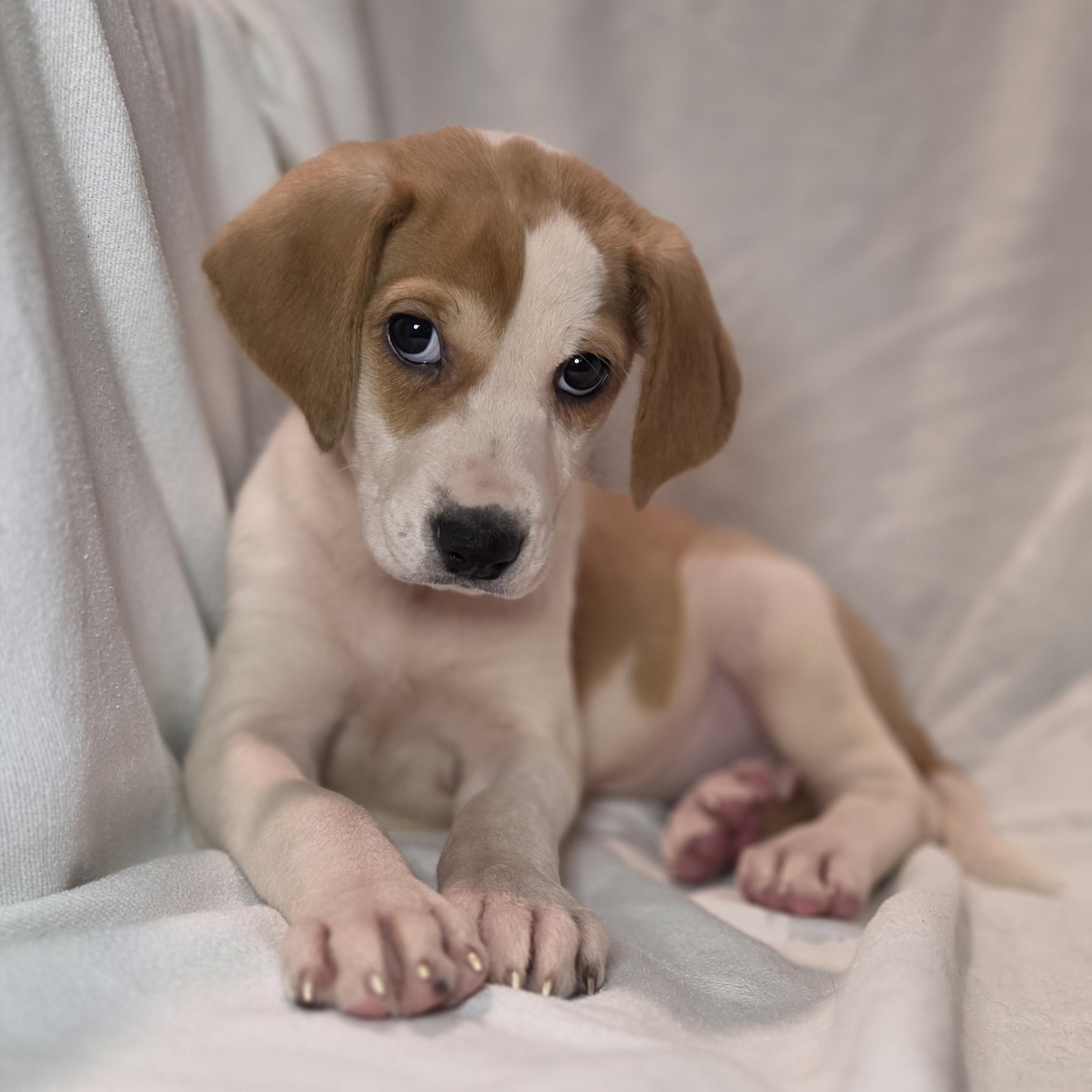 Enlarge Xena, a Adoptable mixed breed in Blairstown, NJ image 3/6