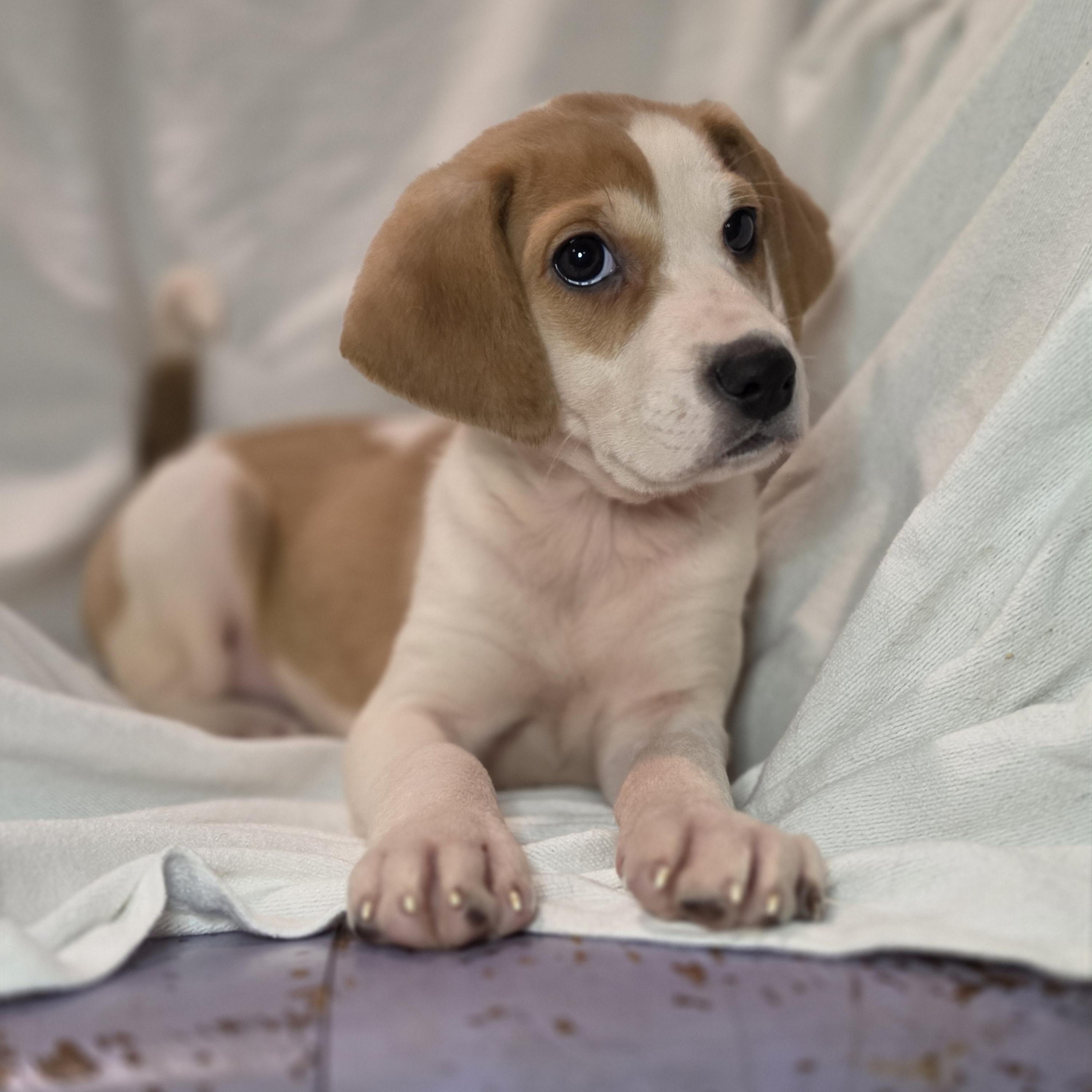Enlarge Xena, a Adoptable mixed breed in Blairstown, NJ image 1/6