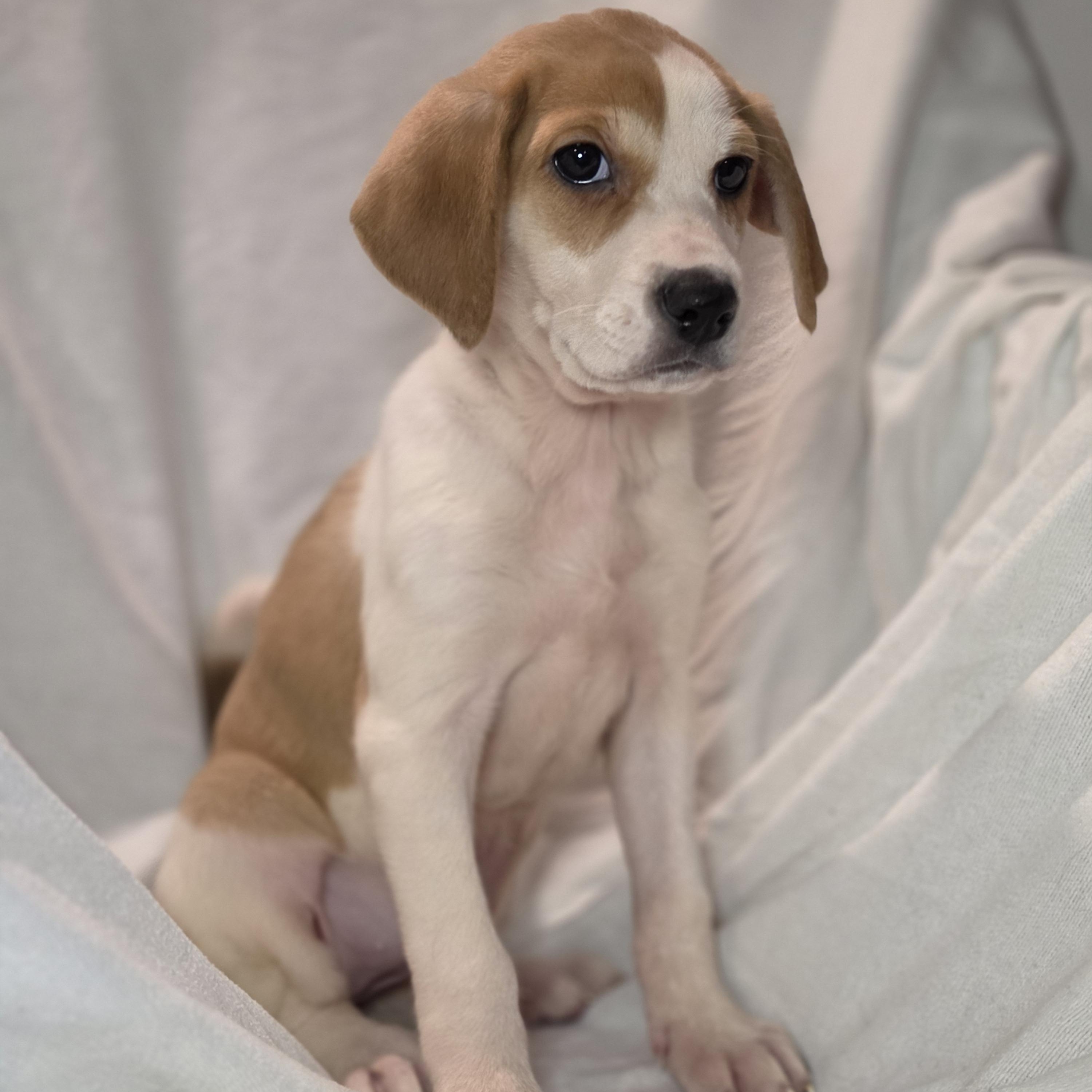 Enlarge Xena, a Adoptable mixed breed in Blairstown, NJ image 2/6