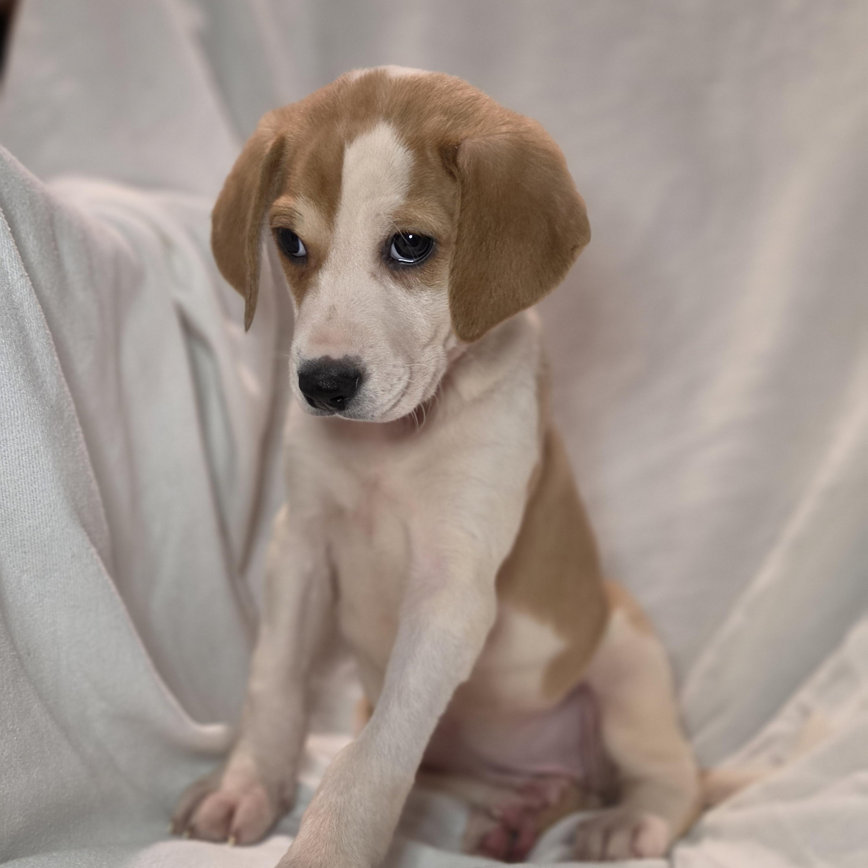 Enlarge Xena, a Adoptable mixed breed in Blairstown, NJ image 4/6