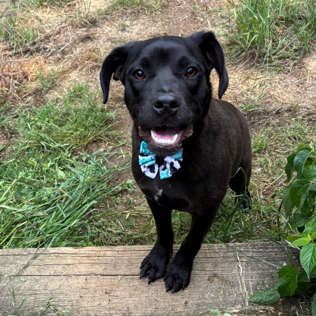 Claudia, Adoptable, Young Female Black Labrador Retriever & Mixed Breed.
