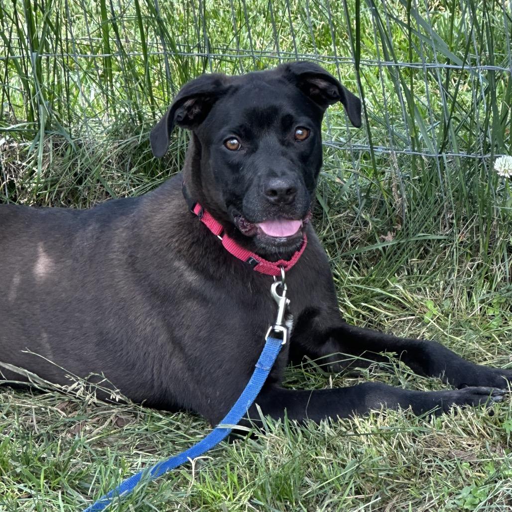 Enlarge Claudia, a Adoptable mixed breed in Dover, PA image 2/6