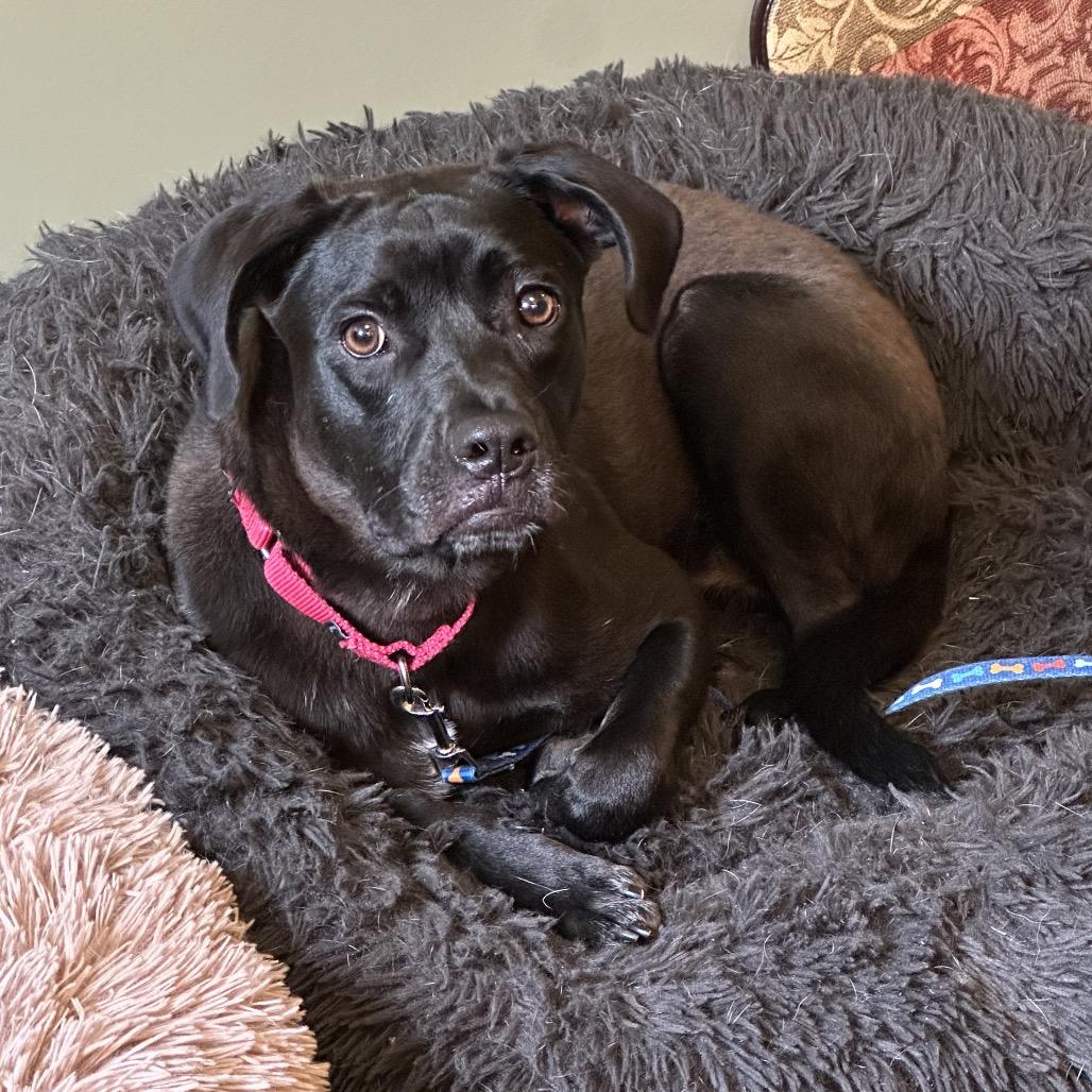 Enlarge Claudia, a Adoptable mixed breed in Dover, PA image 3/6
