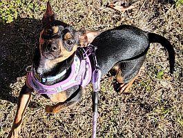 Enlarge Minnie, a Adoptable Miniature Pinscher in Pinellas Park, FL image 2/2