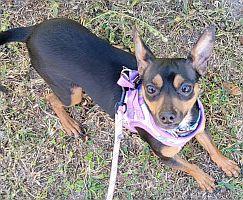 Minnie, Adoptable, Young Female Miniature Pinscher.