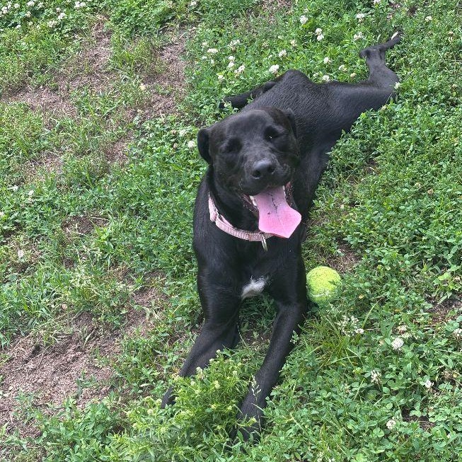 Enlarge Indy, an adopted mixed breed in Carneys Point, NJ image 2/6
