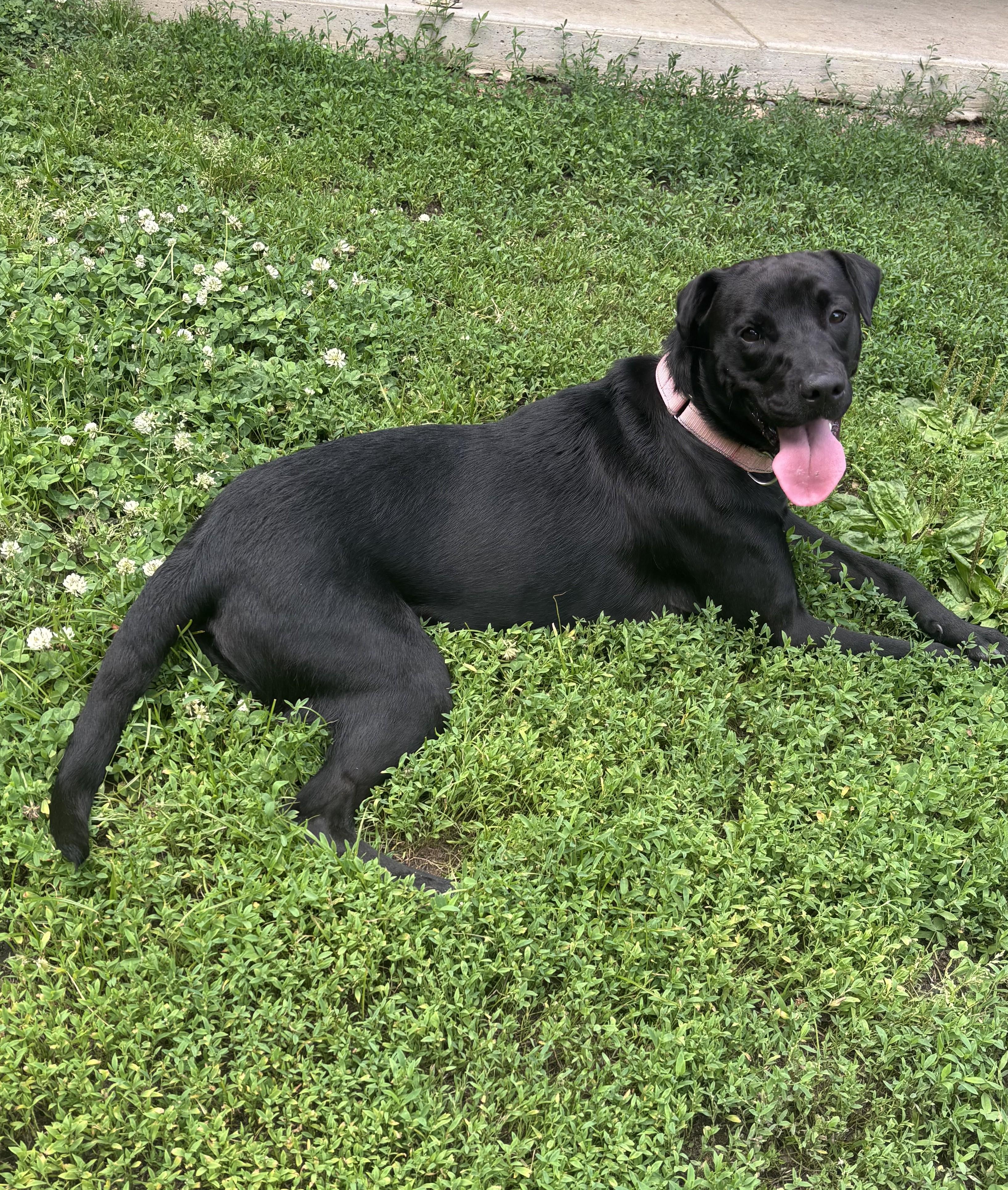 Enlarge Indy, an adopted mixed breed in Carneys Point, NJ image 4/6