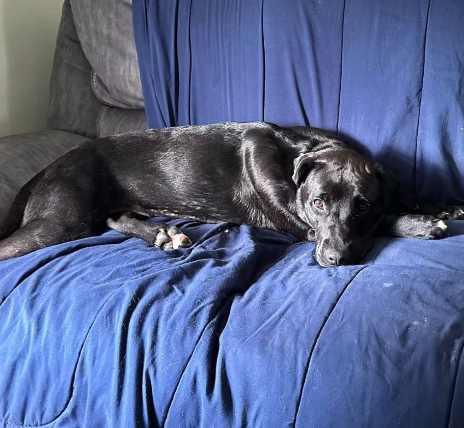 Enlarge Indy, an adopted mixed breed in Carneys Point, NJ image 5/6
