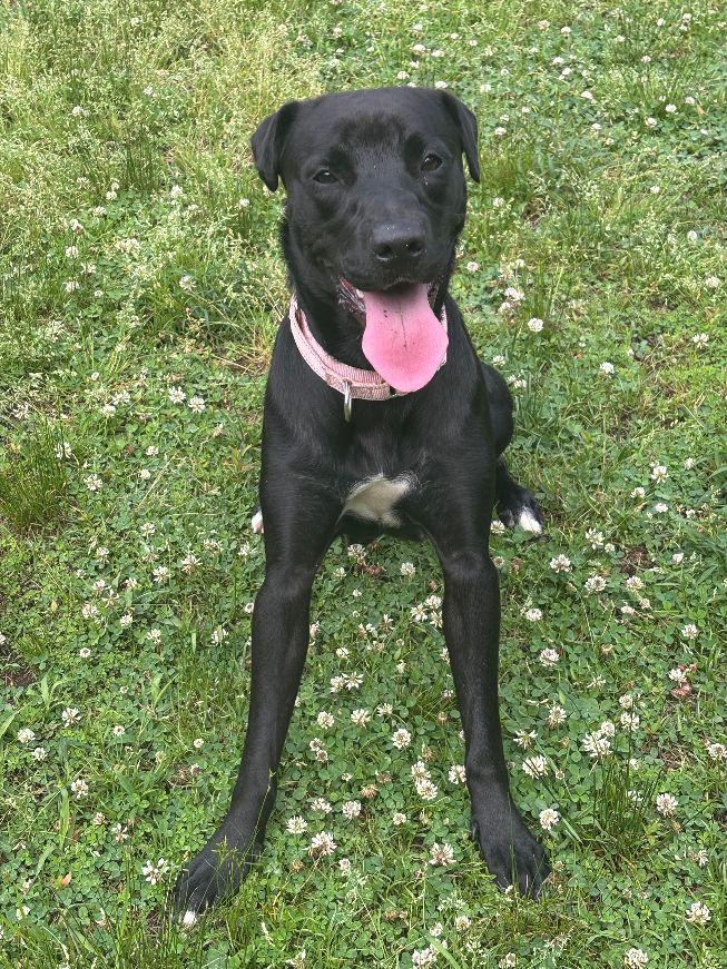 Enlarge Indy, an adopted mixed breed in Carneys Point, NJ image 1/6