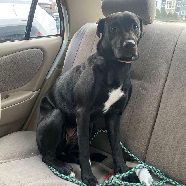 Enlarge Indy, an adopted mixed breed in Carneys Point, NJ image 6/6