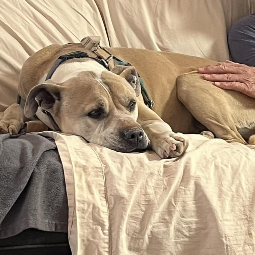 Barat, a Adoptable mixed breed in Long Beach, CA image 2/6