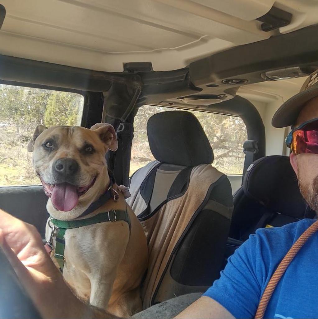 Barat, a Adoptable mixed breed in Long Beach, CA image 5/6