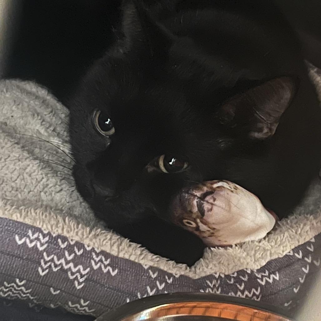 Panther 2.0, ADOPTABLE, Senior Male Domestic Short Hair.