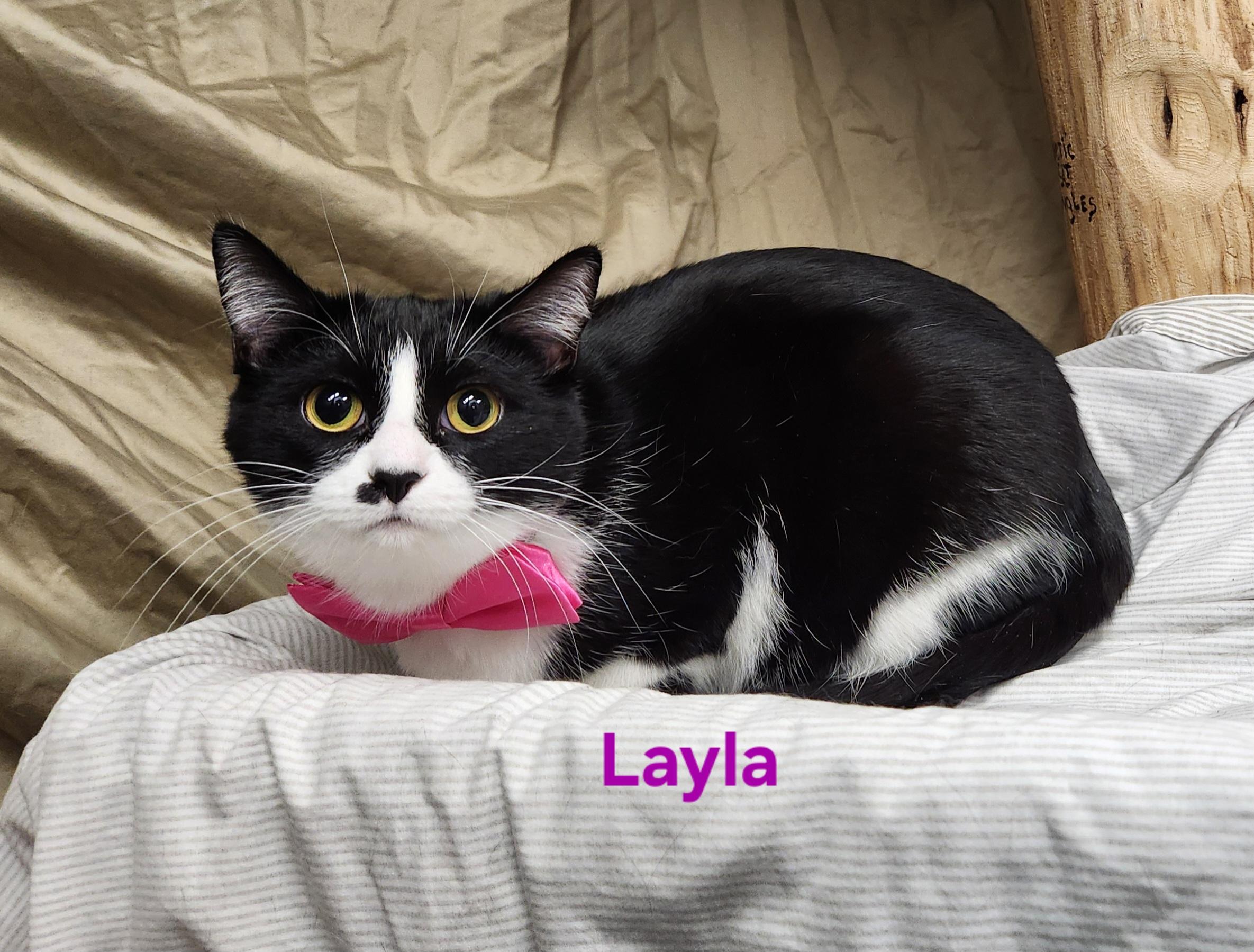 Enlarge Layla, a Adoptable mixed breed in Whitewater, WI image 1/3